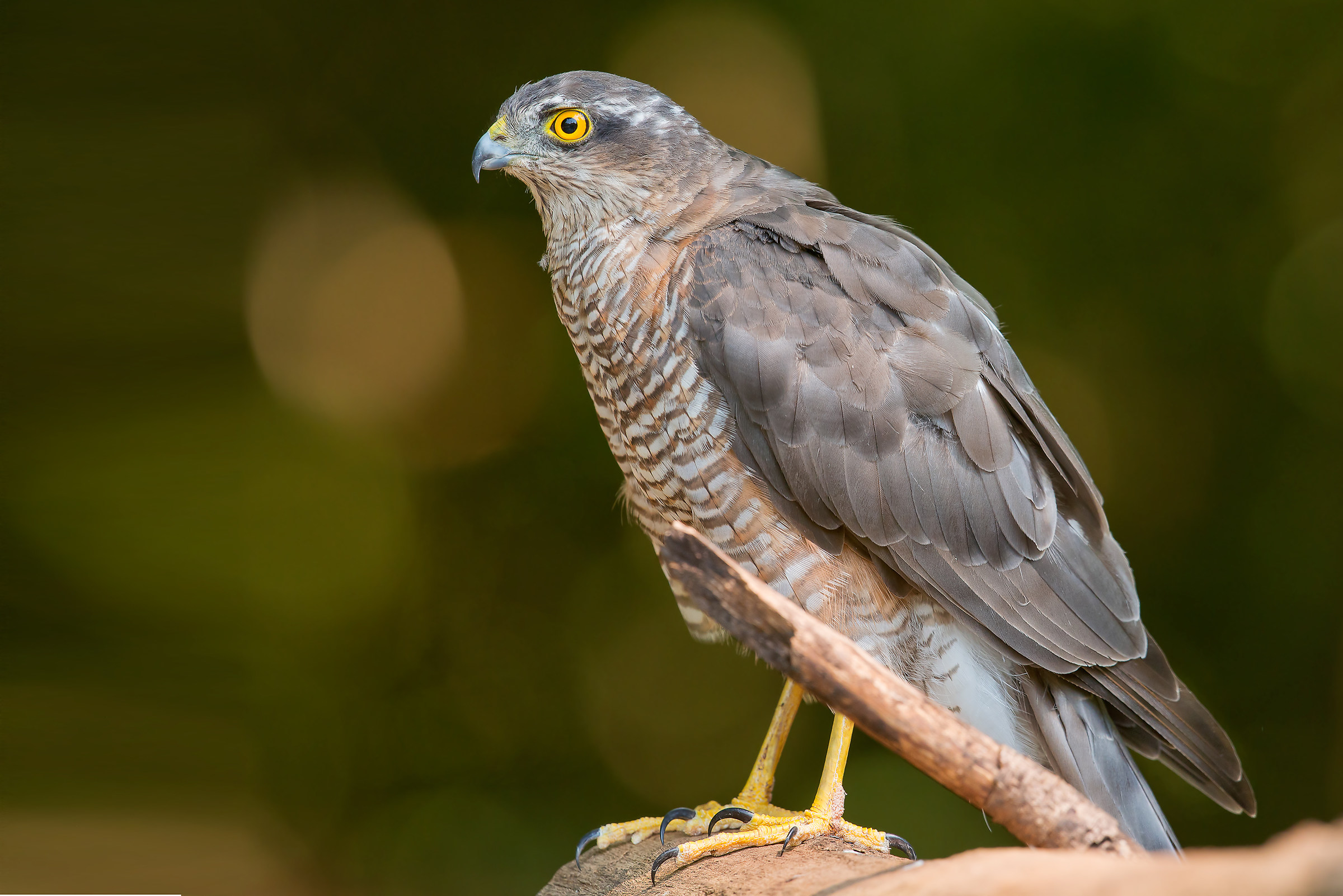 Sparrowhawk