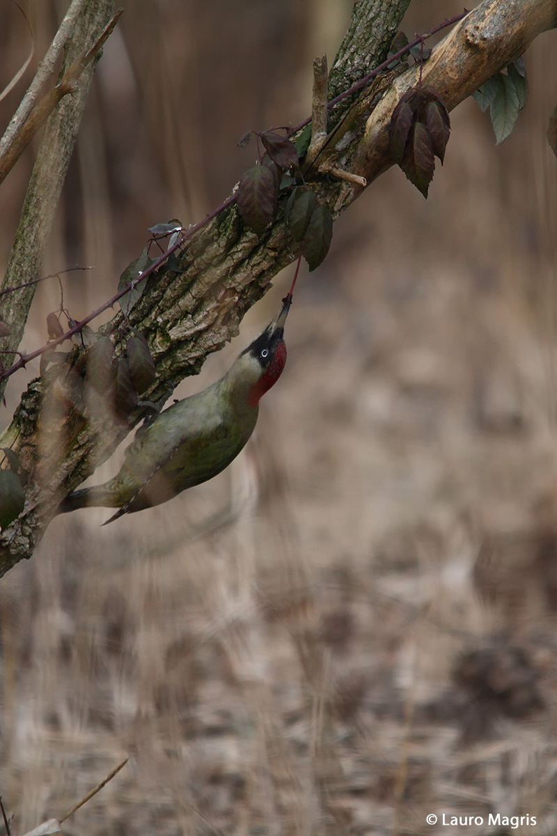 Picchio verde lingua lunga