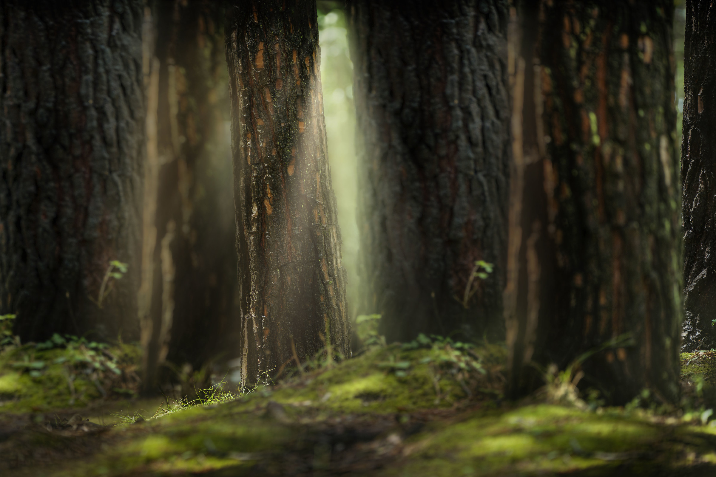 il bosco secondo la mia visione