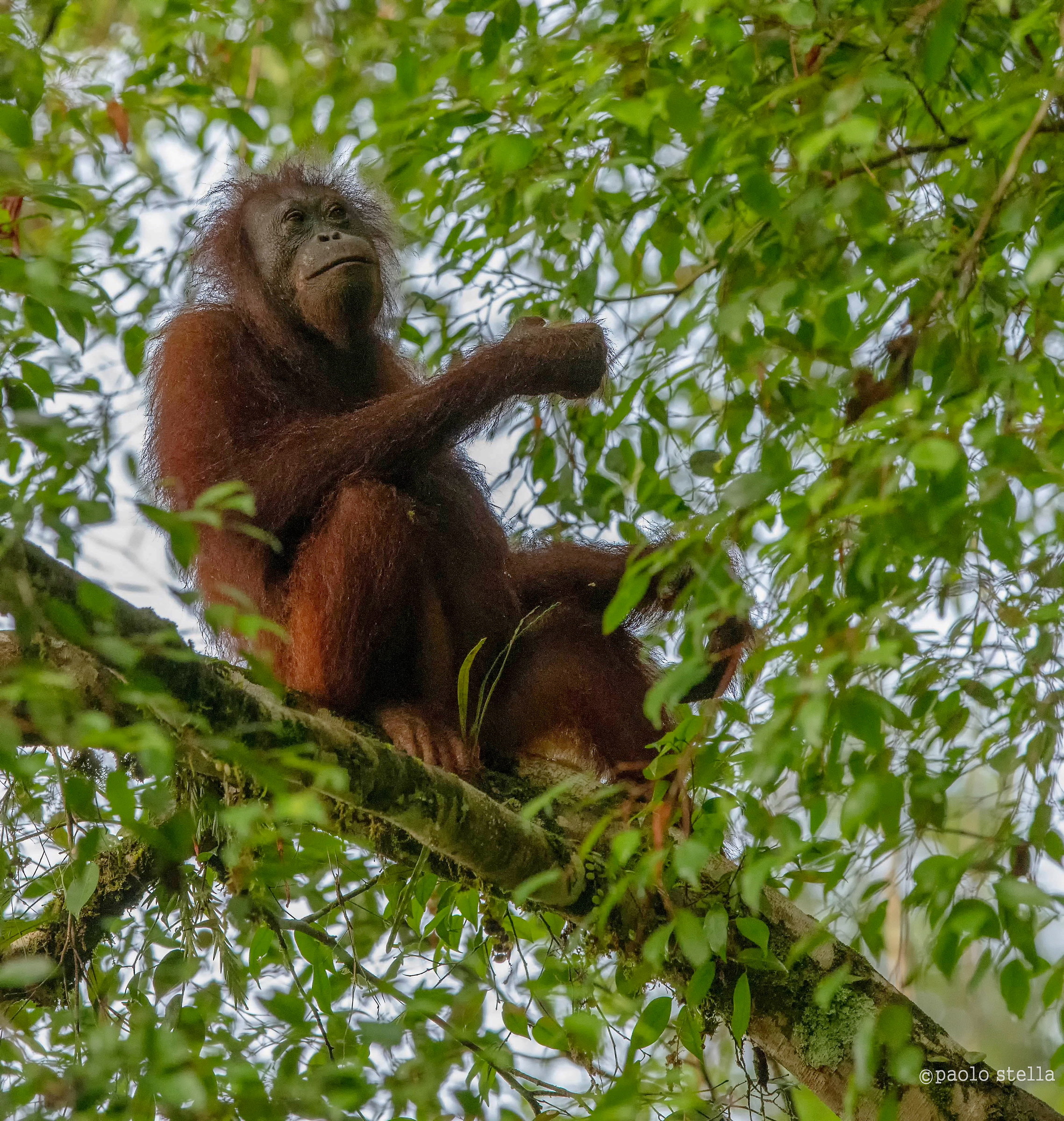 " l'uomo della giungla "