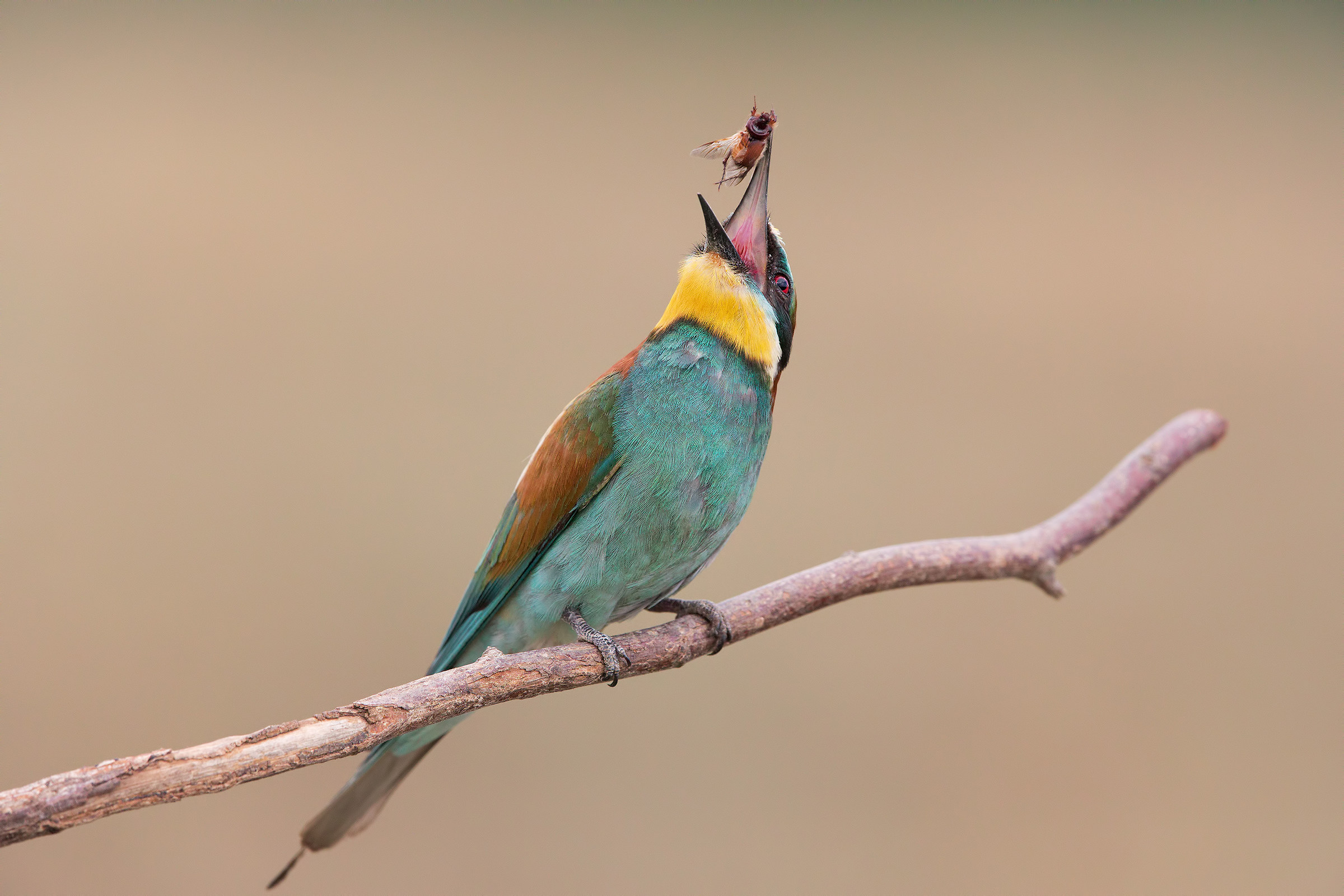 Bee-eater