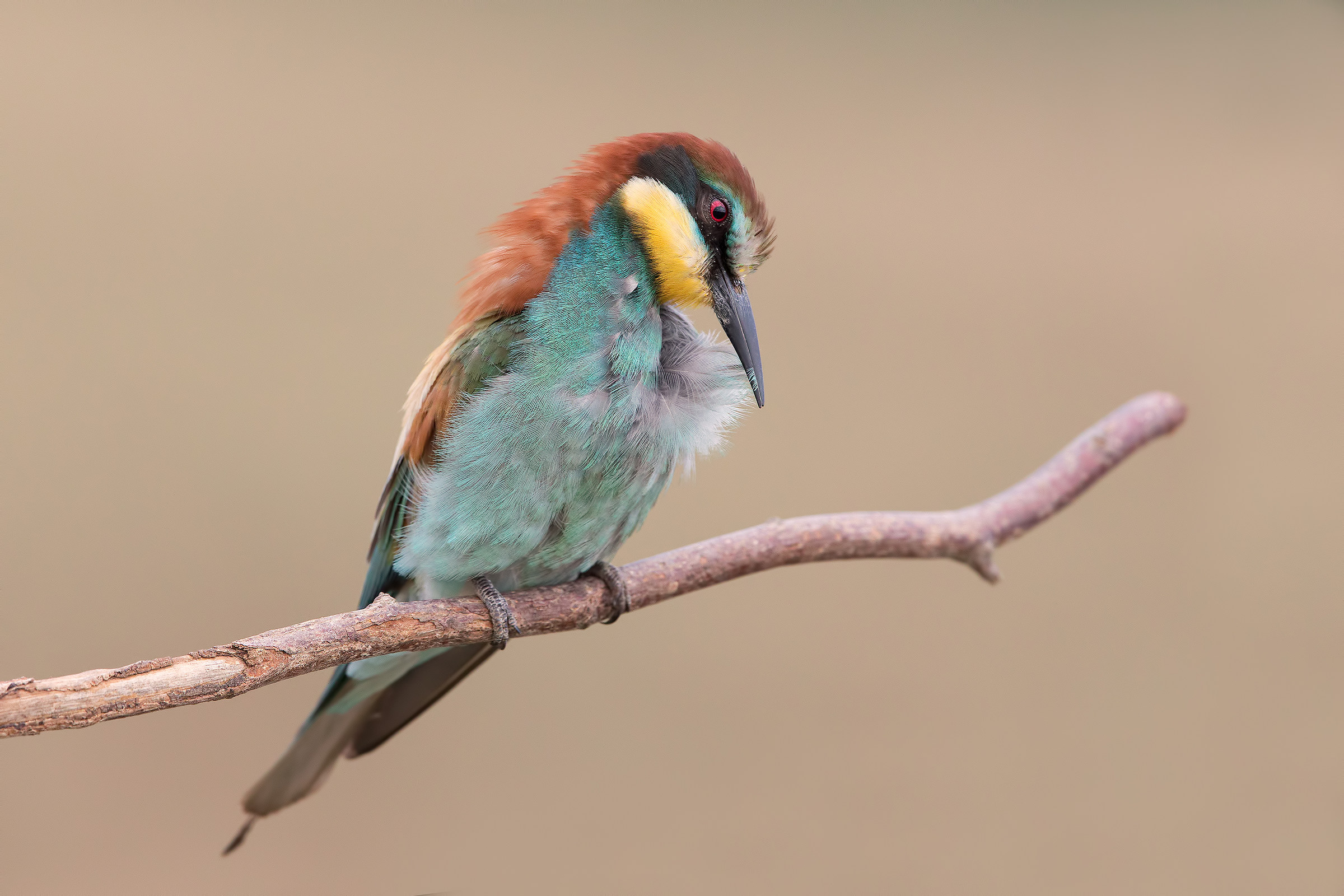 Bee-eater
