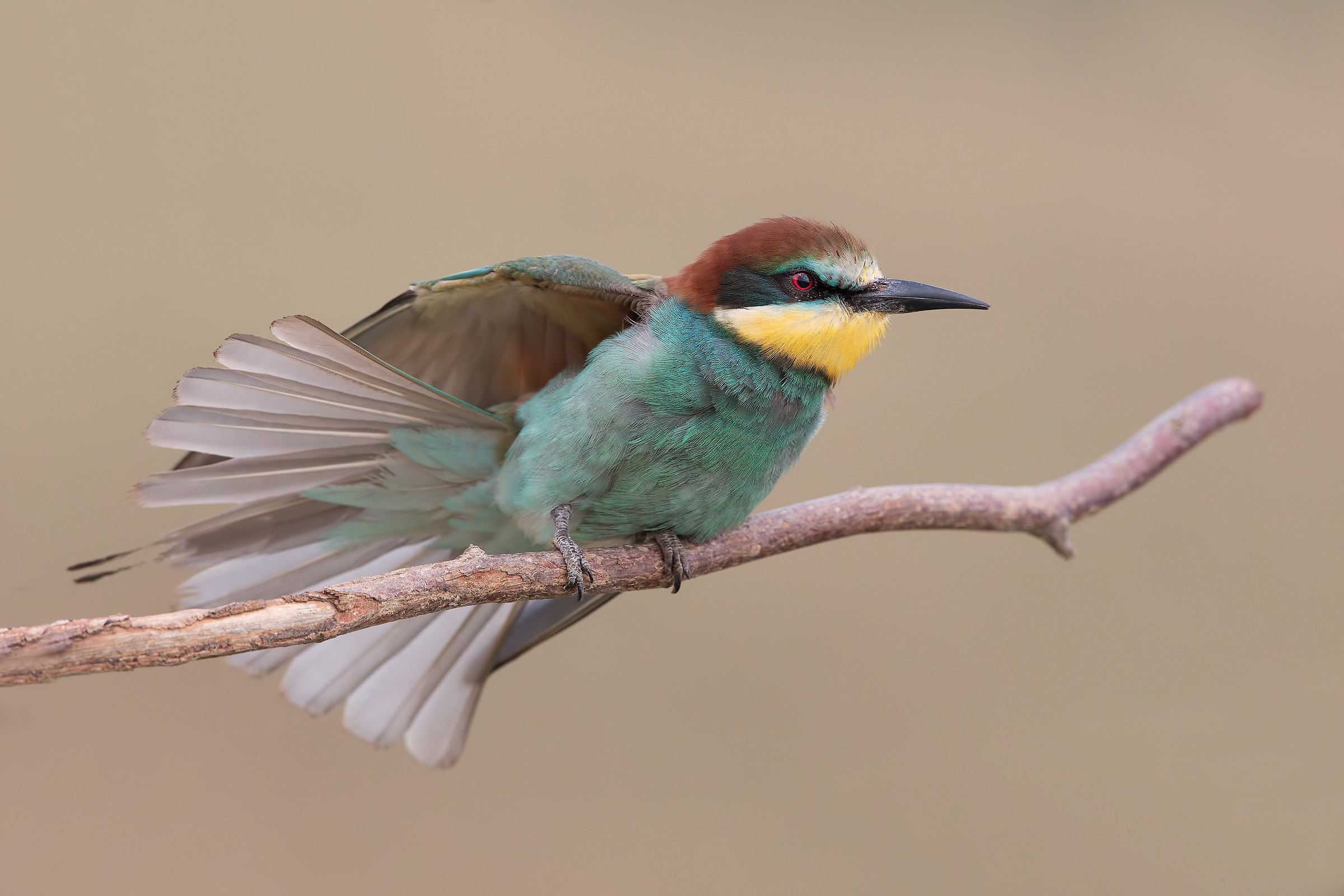 Bee-eater