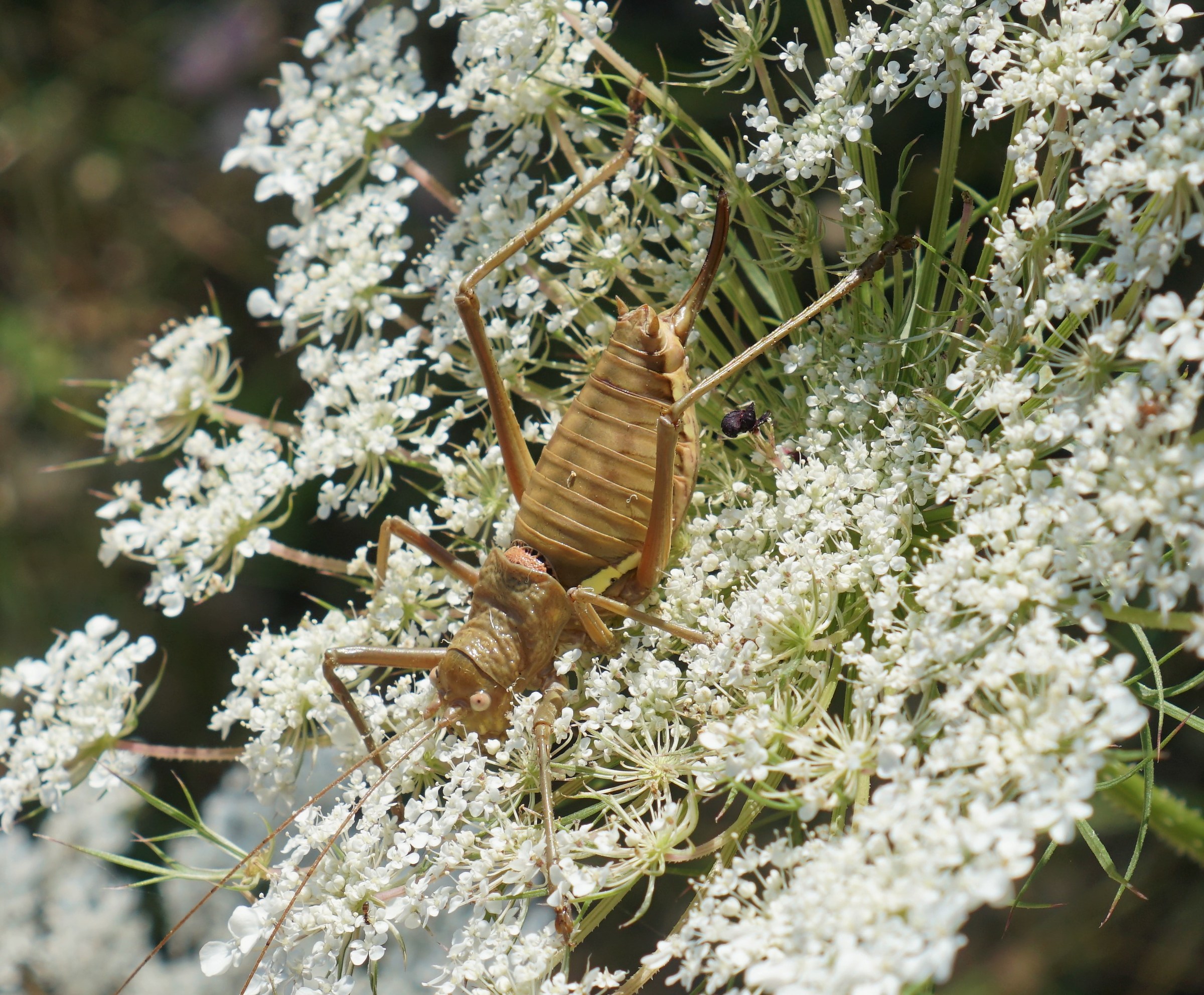 Cricket at rest after night