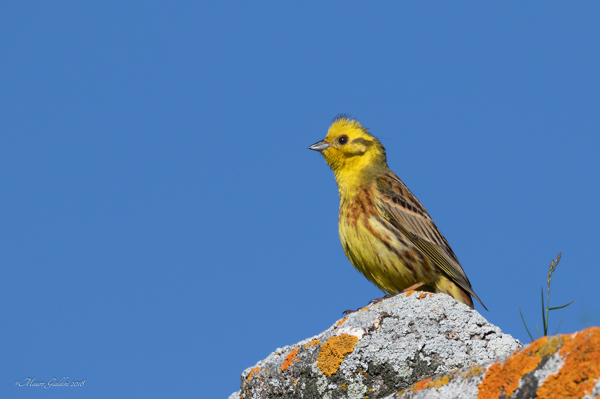 Zigolo giallo (Emberiza citrinella)