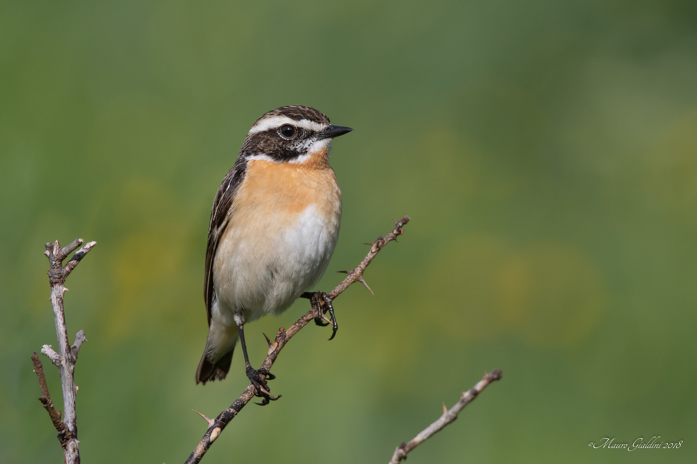 Stiaccino (Saxicola rubetra )
