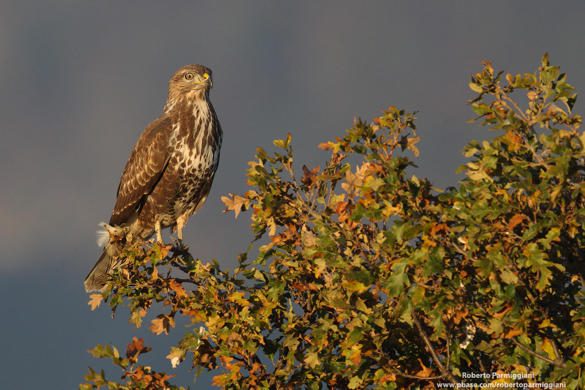 Sunset with Buzzard