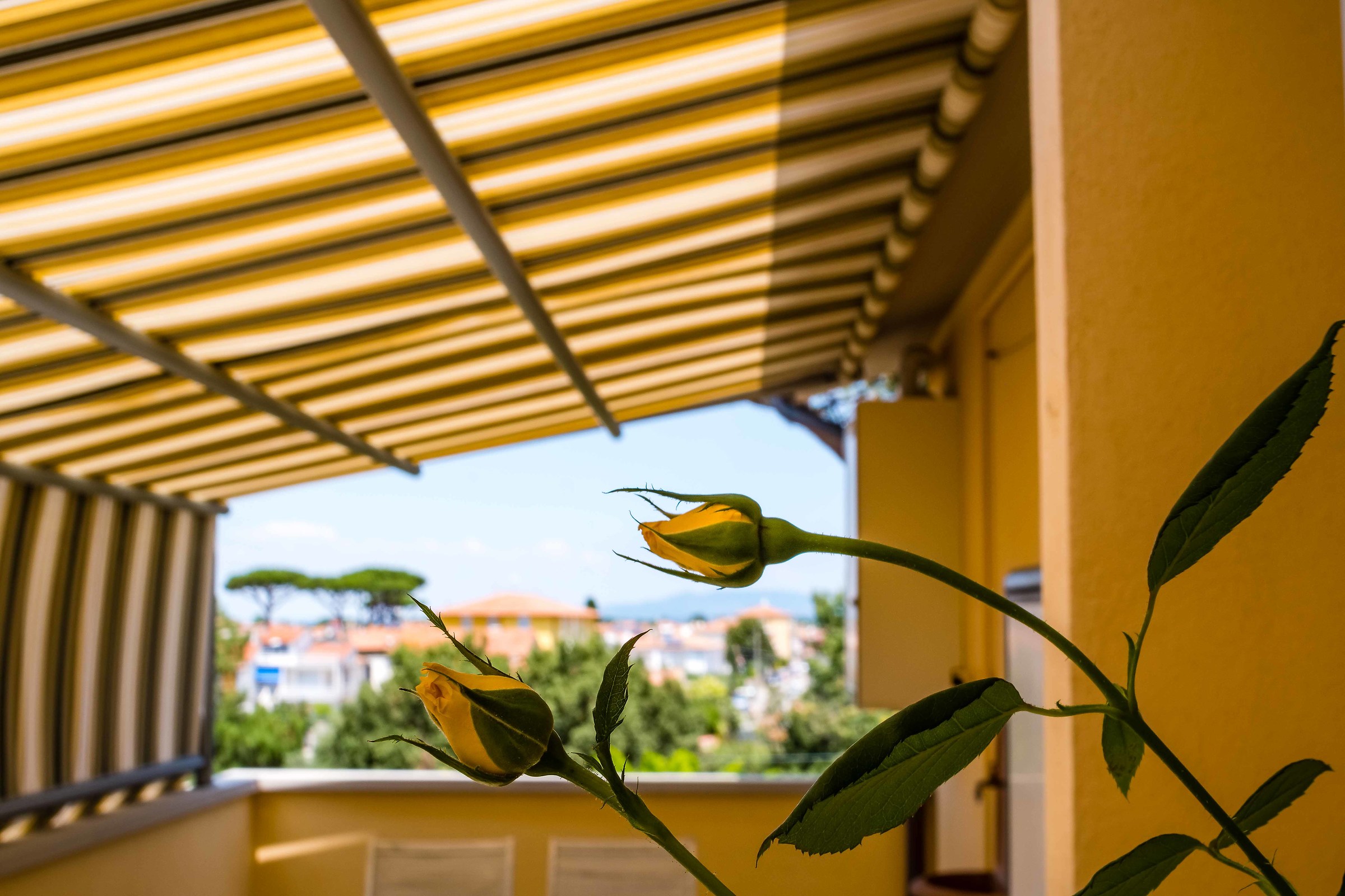 The Roses of the terrace