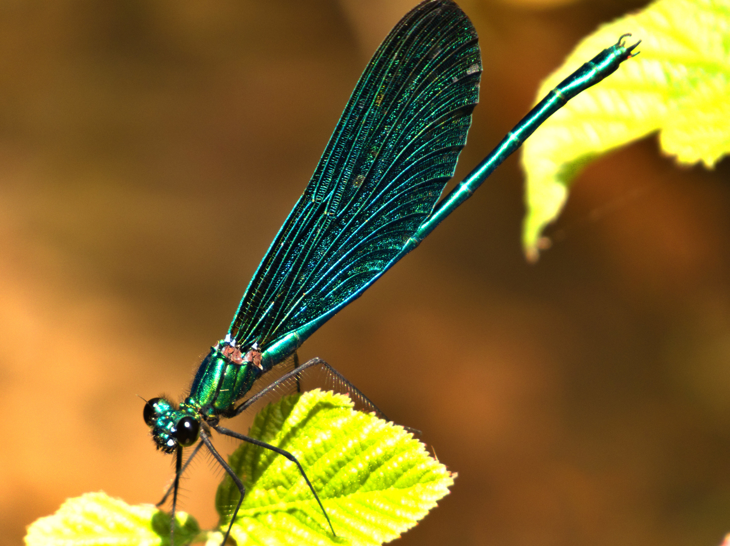 Calopteryx virgo maschio