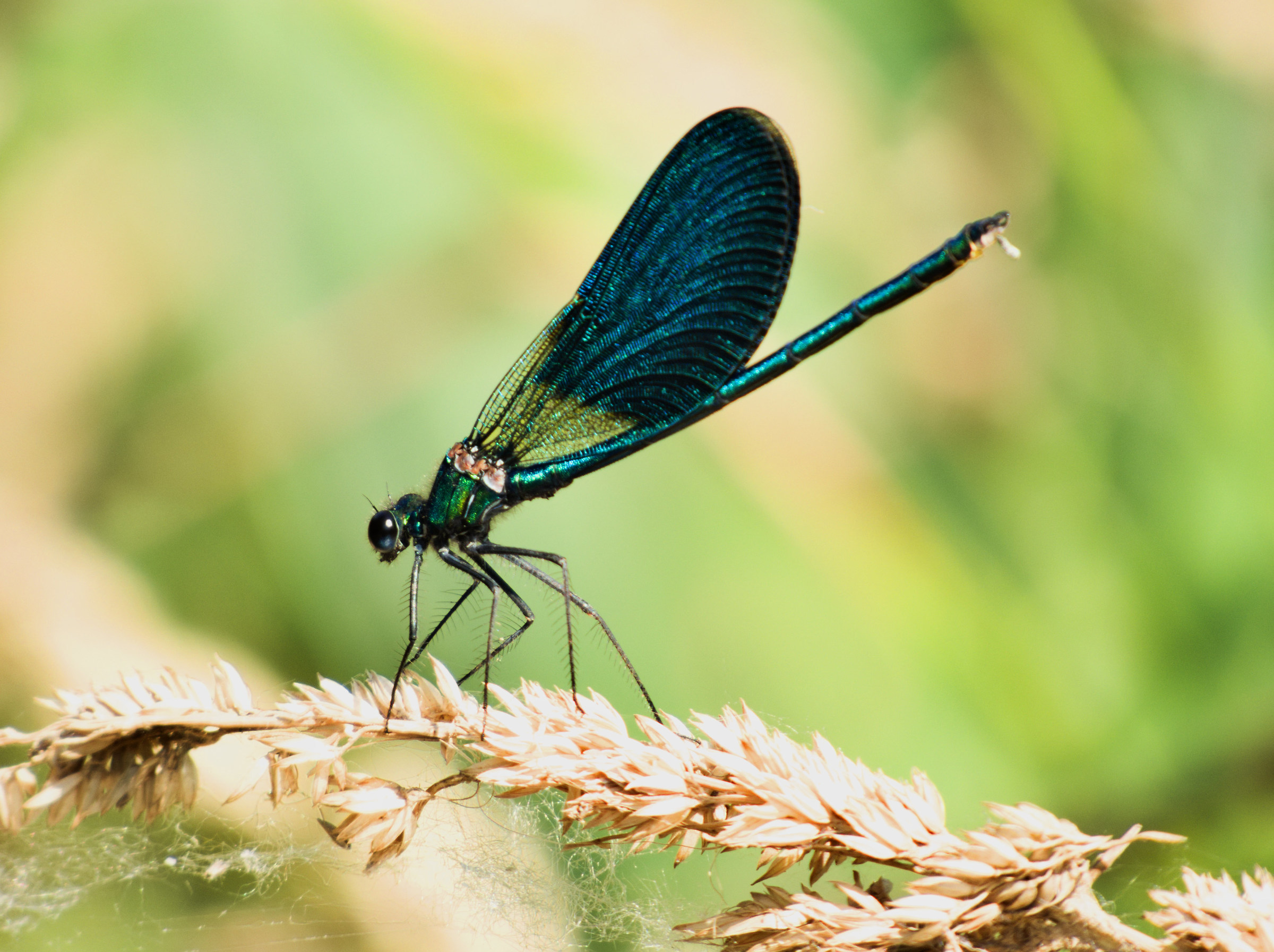 Calopteryx splendens Male