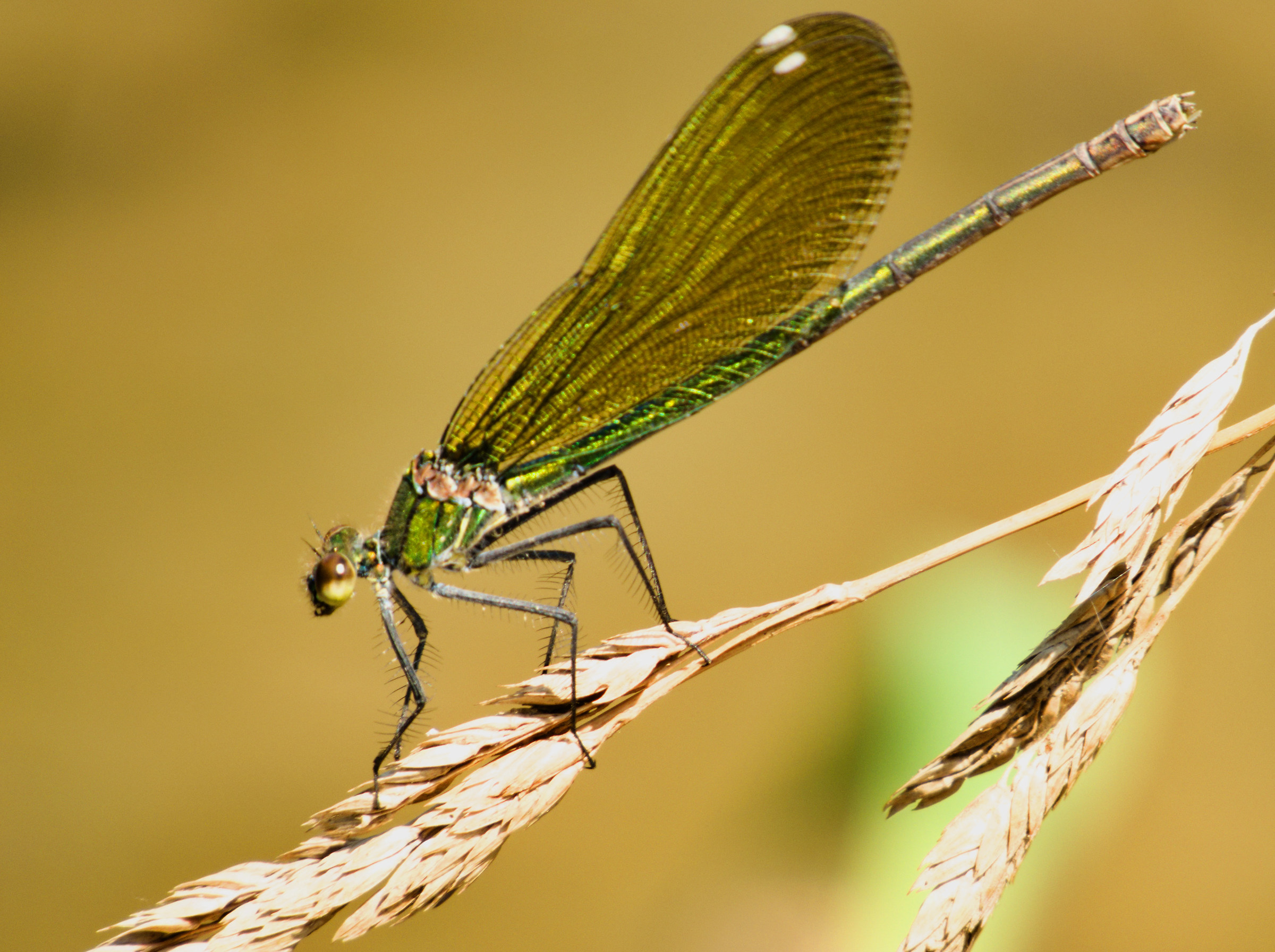 Calopteryx splendens femmina