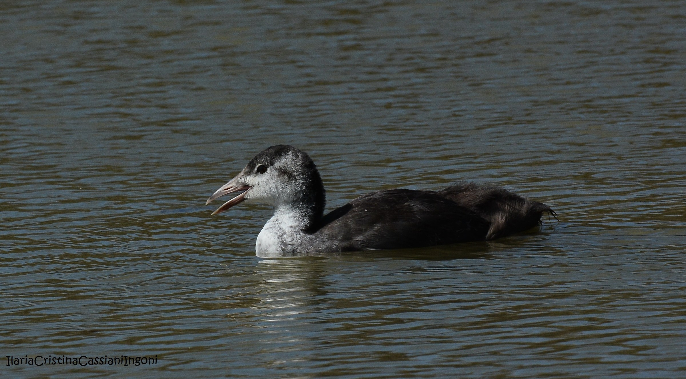 Juv Coot.