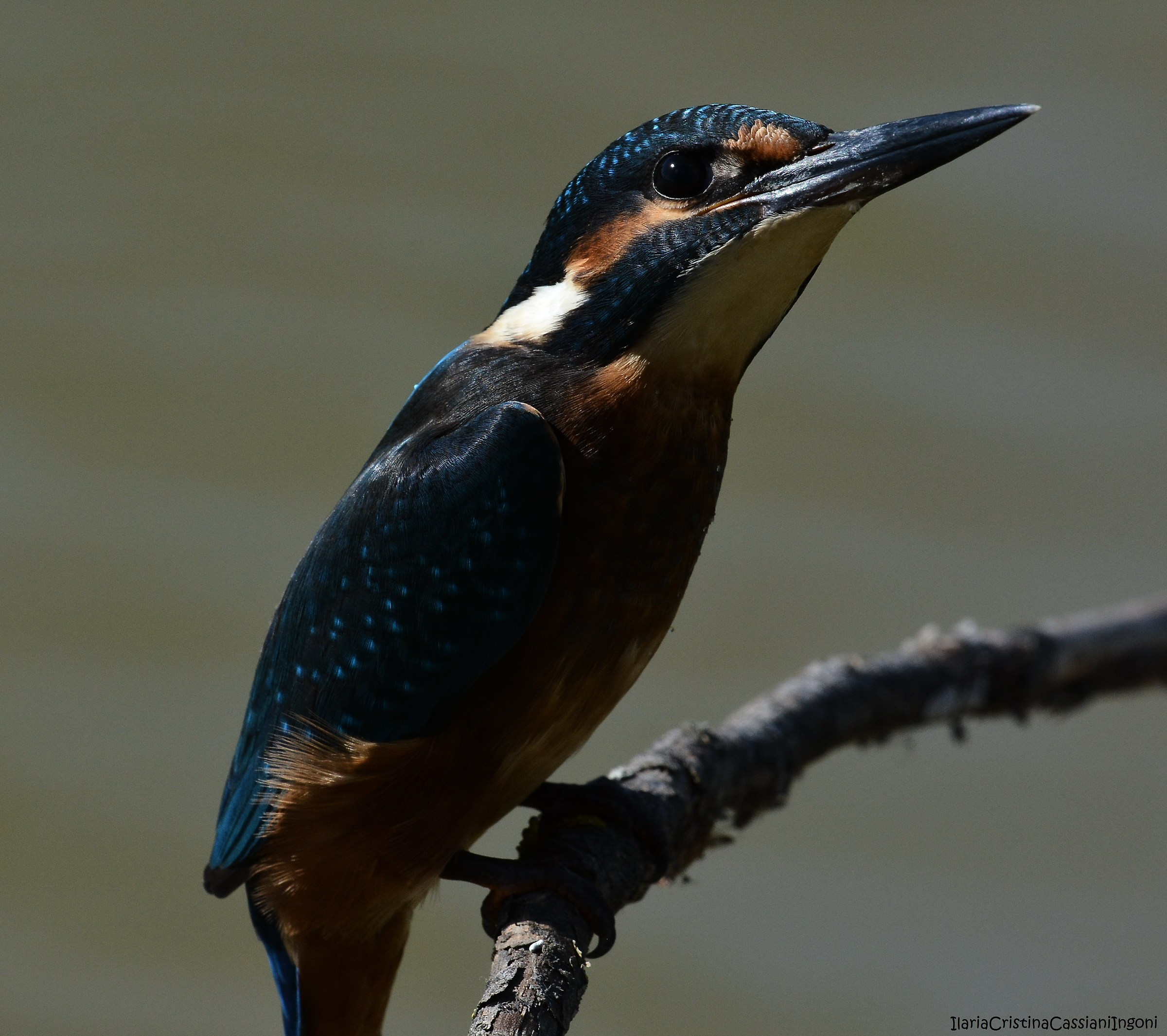 Male Kingfisher