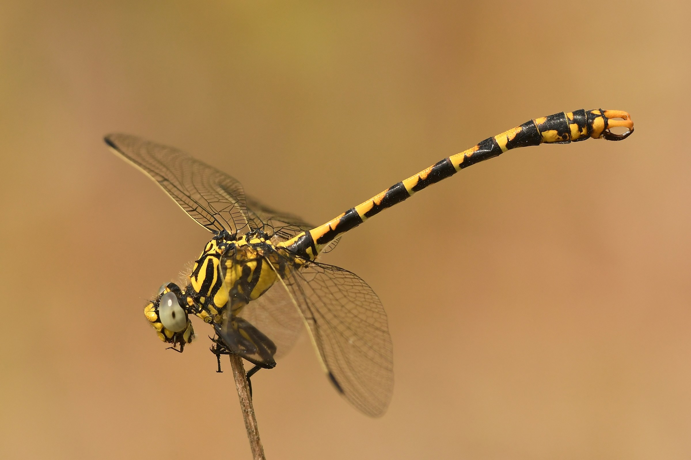 Onychogomphus Uncatus