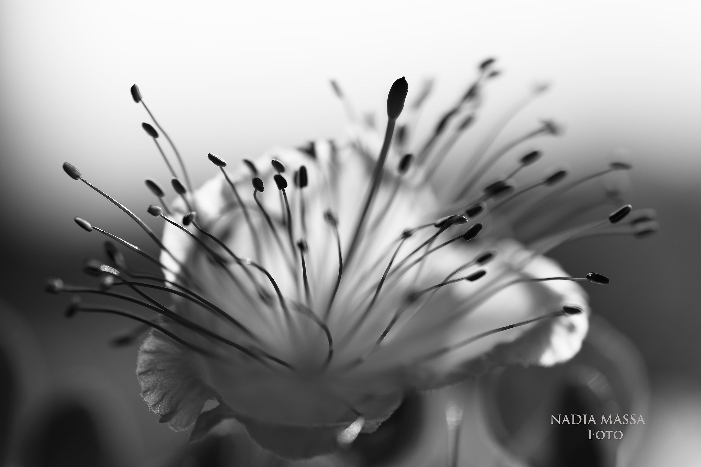 cappero bianco e nero