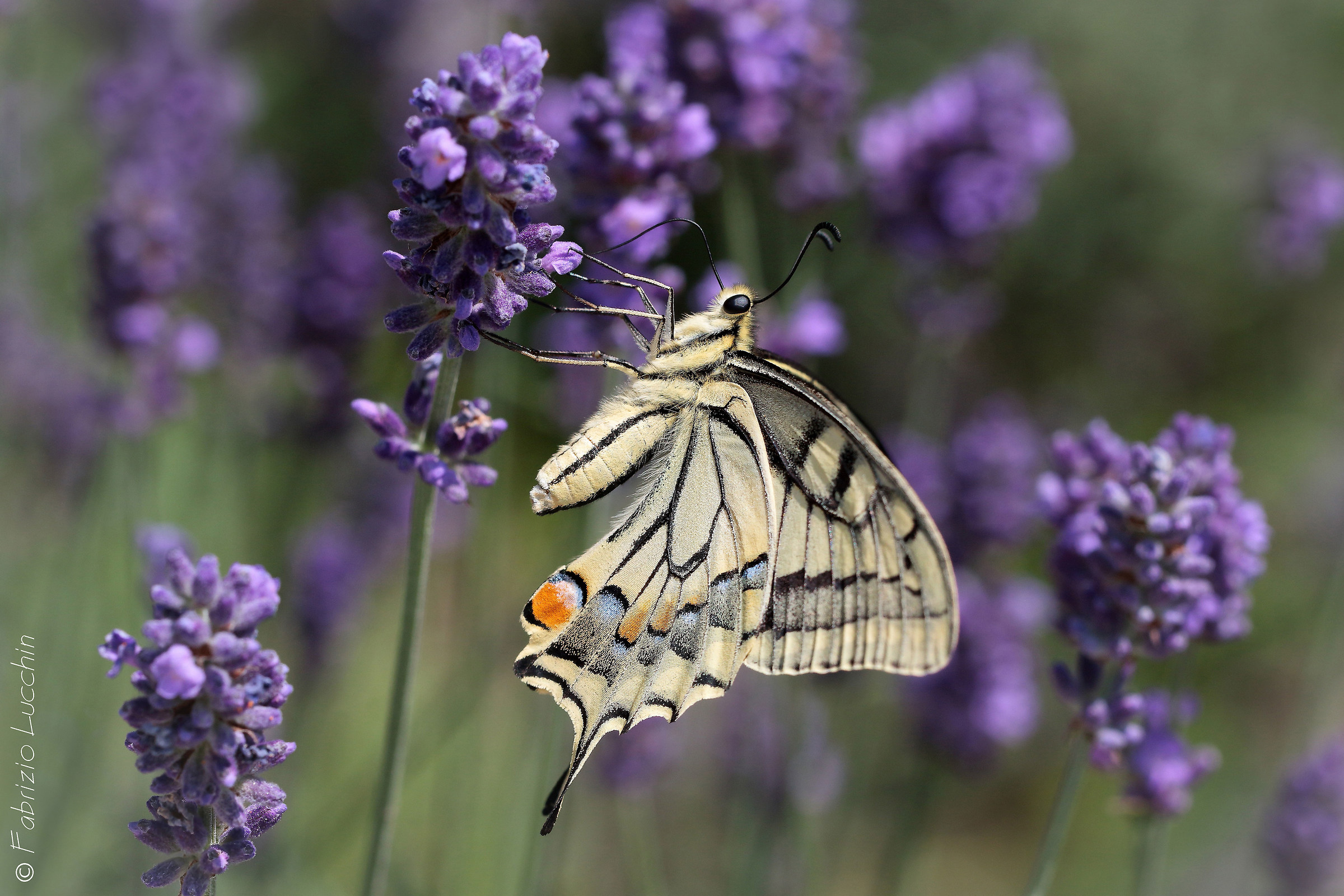 Papilio machaon