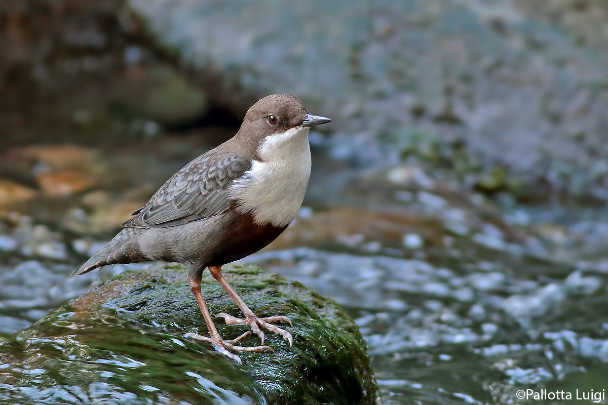 Merlo acquaiolo (Cinclus cinclus)