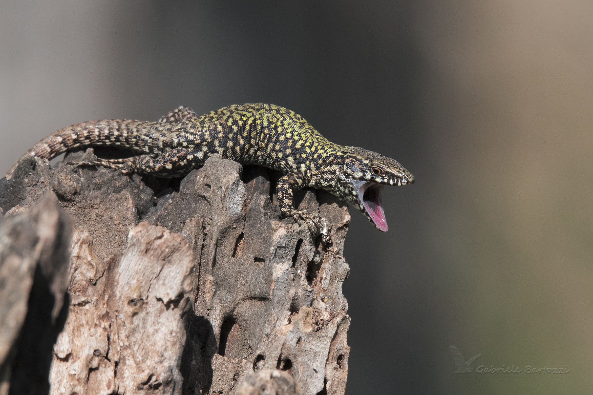 Sbadiglio o consiglio?