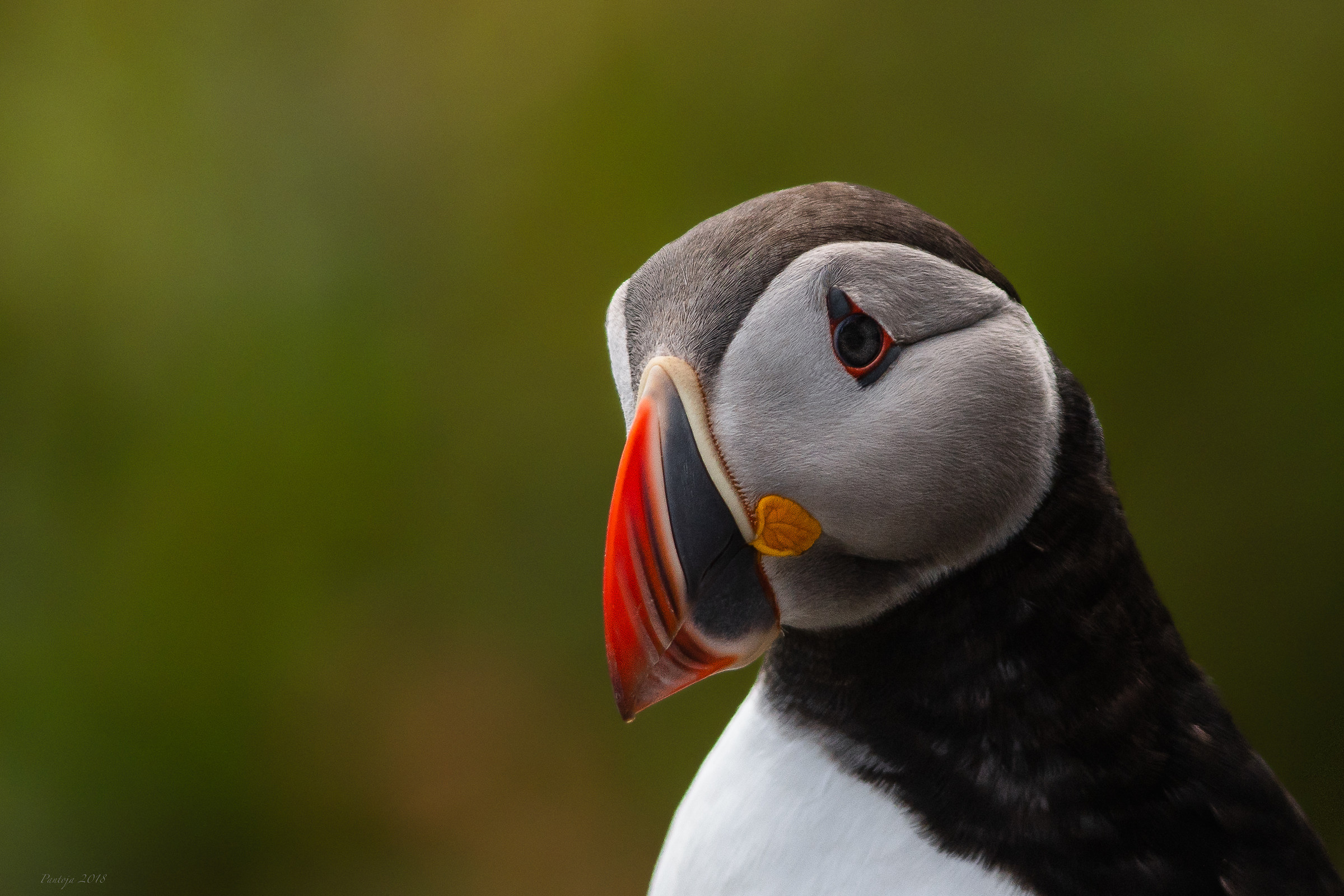 Puffin portrait