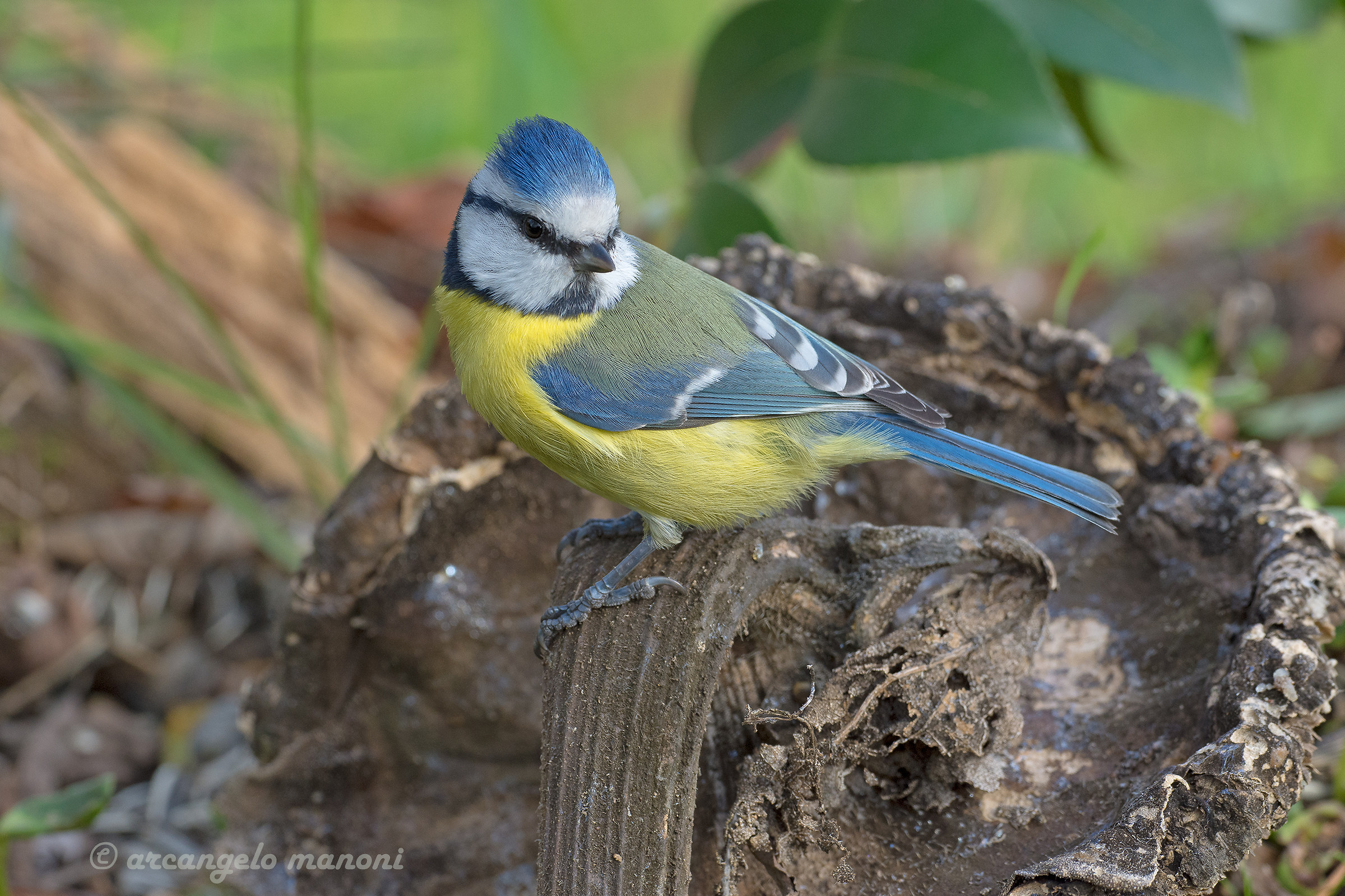 Cinciarella Looking for seeds