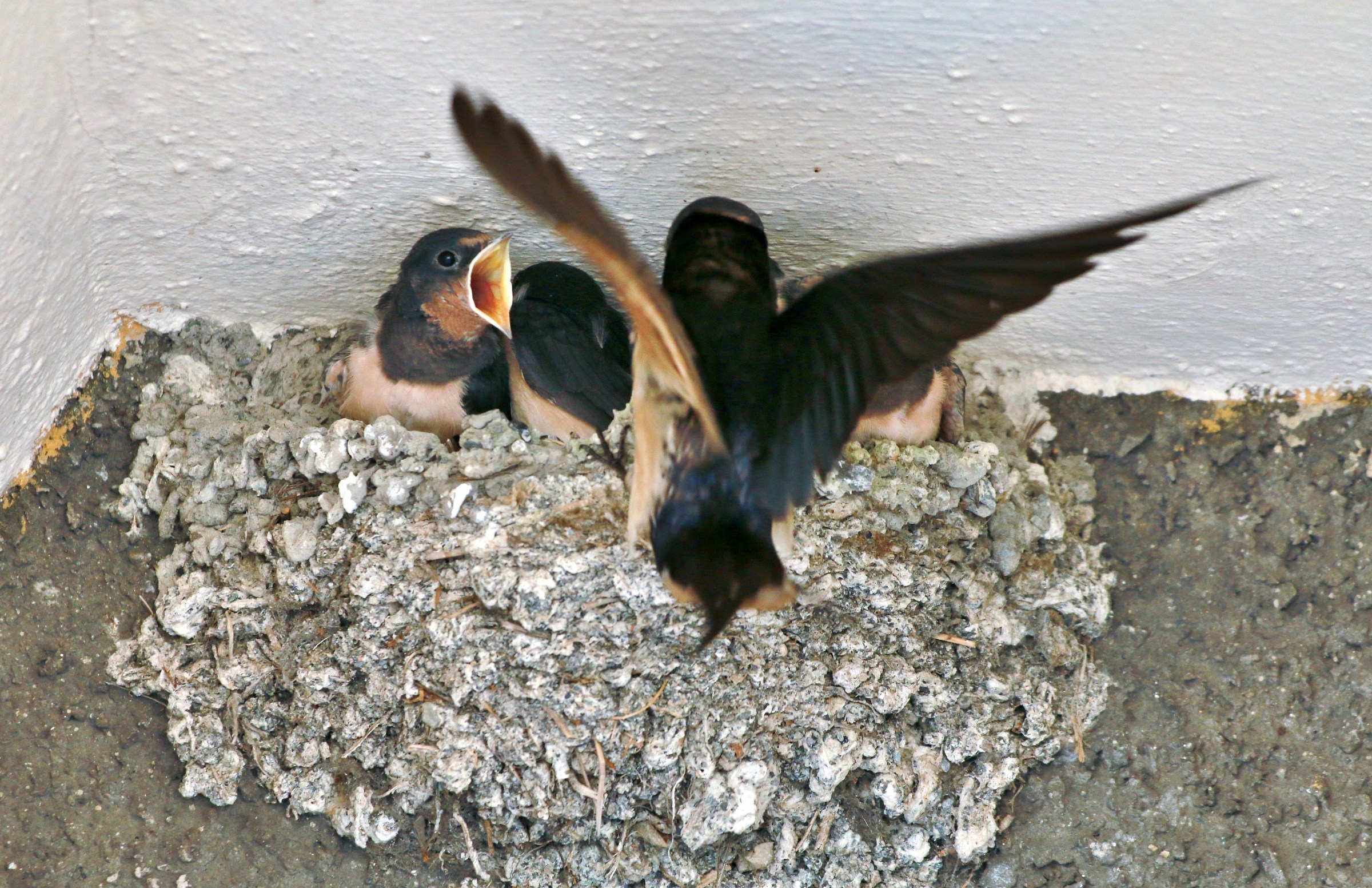 A nibble on the fly........