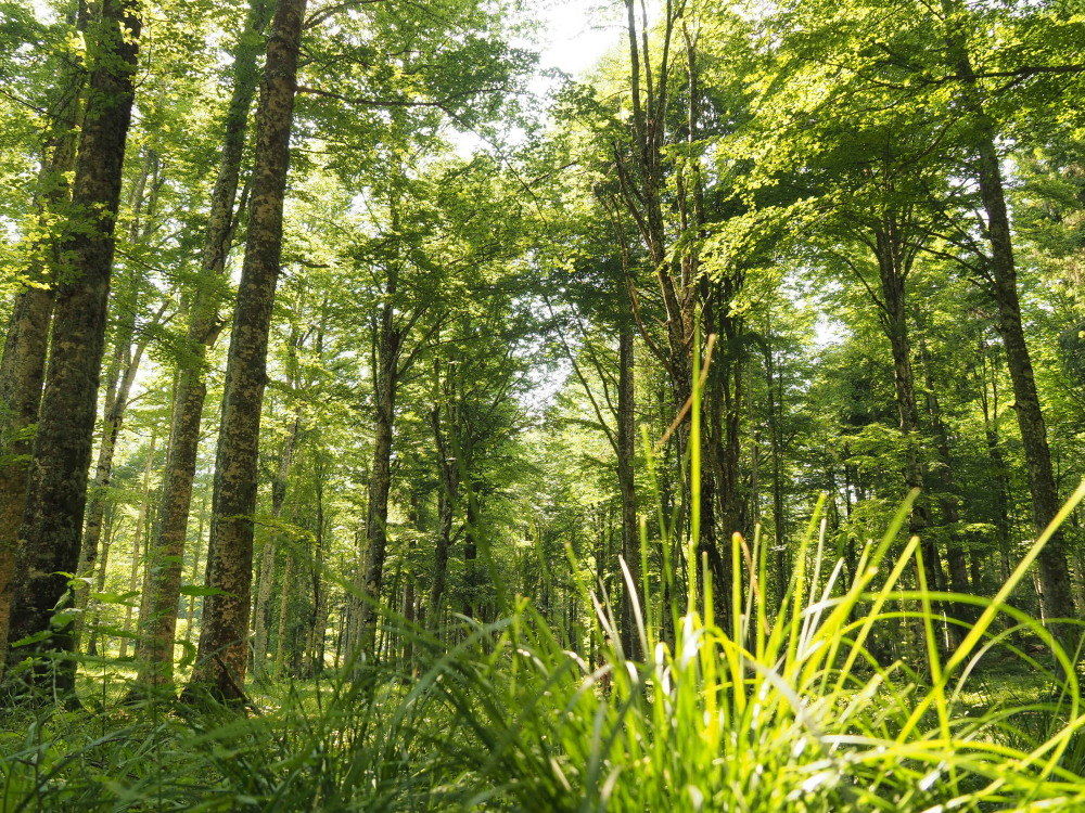 Beech View D A clump of grass