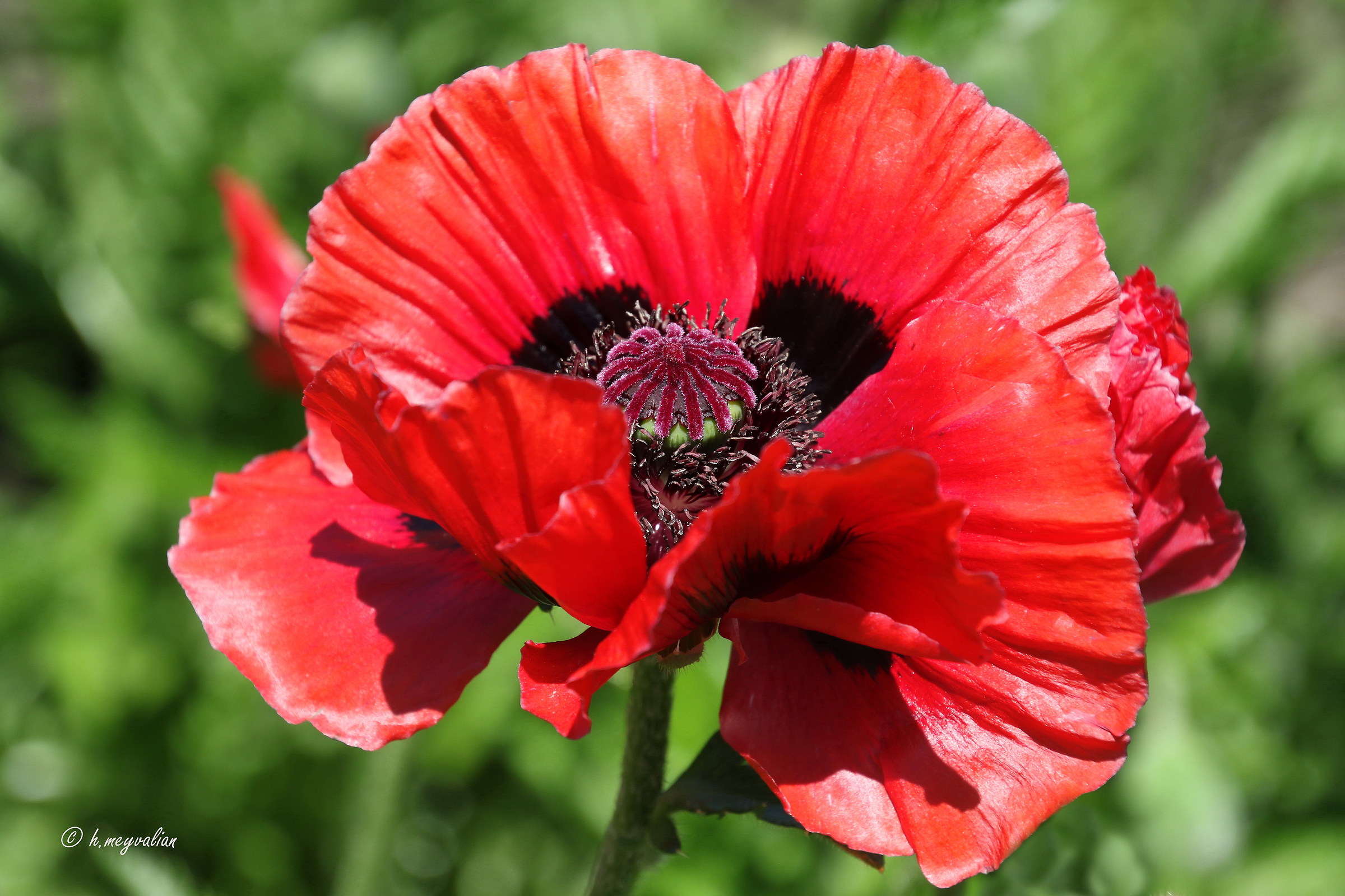 Oriental Poppy