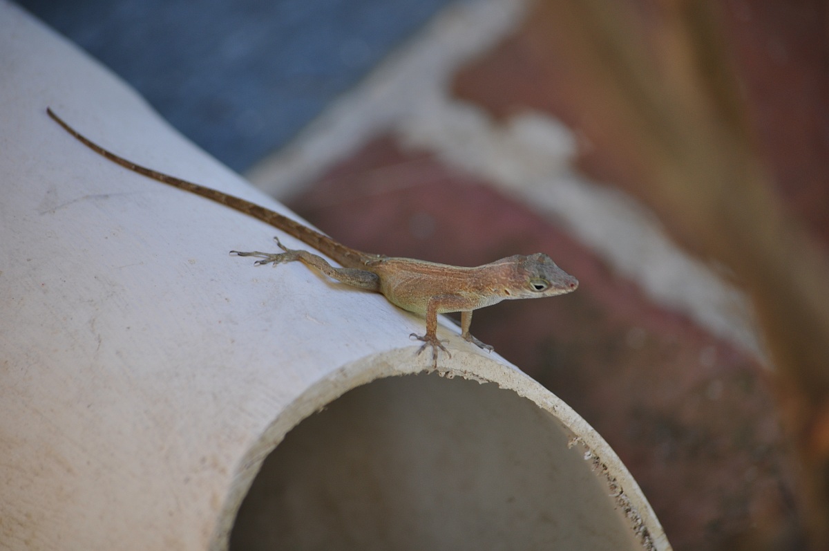 Santo Domingo gecko