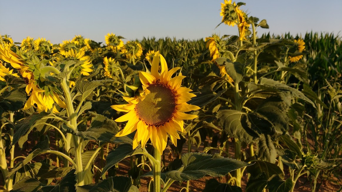 Sunflowers