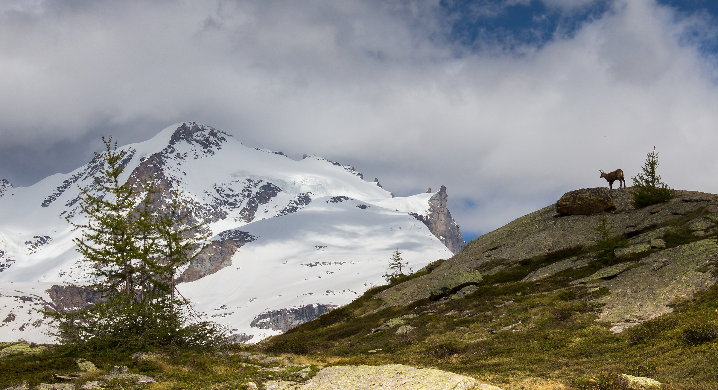 camoscio di giugno e le nevi del Gran Paradiso