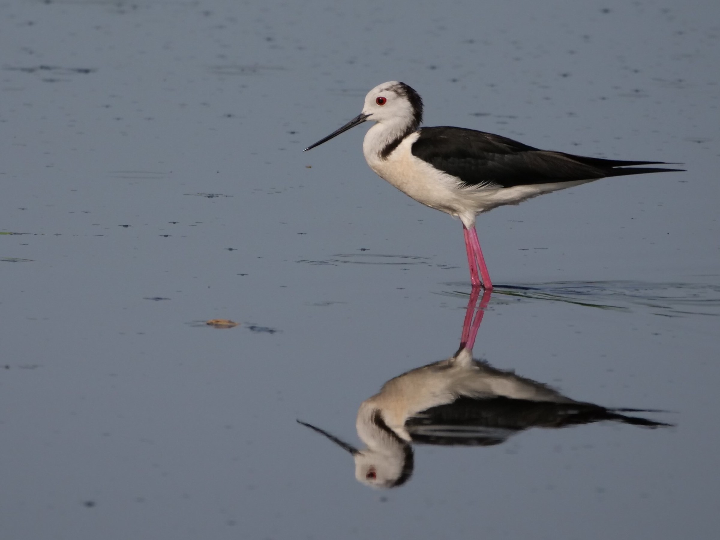 Knight of Italy &male; (Himantopus Himantopus)