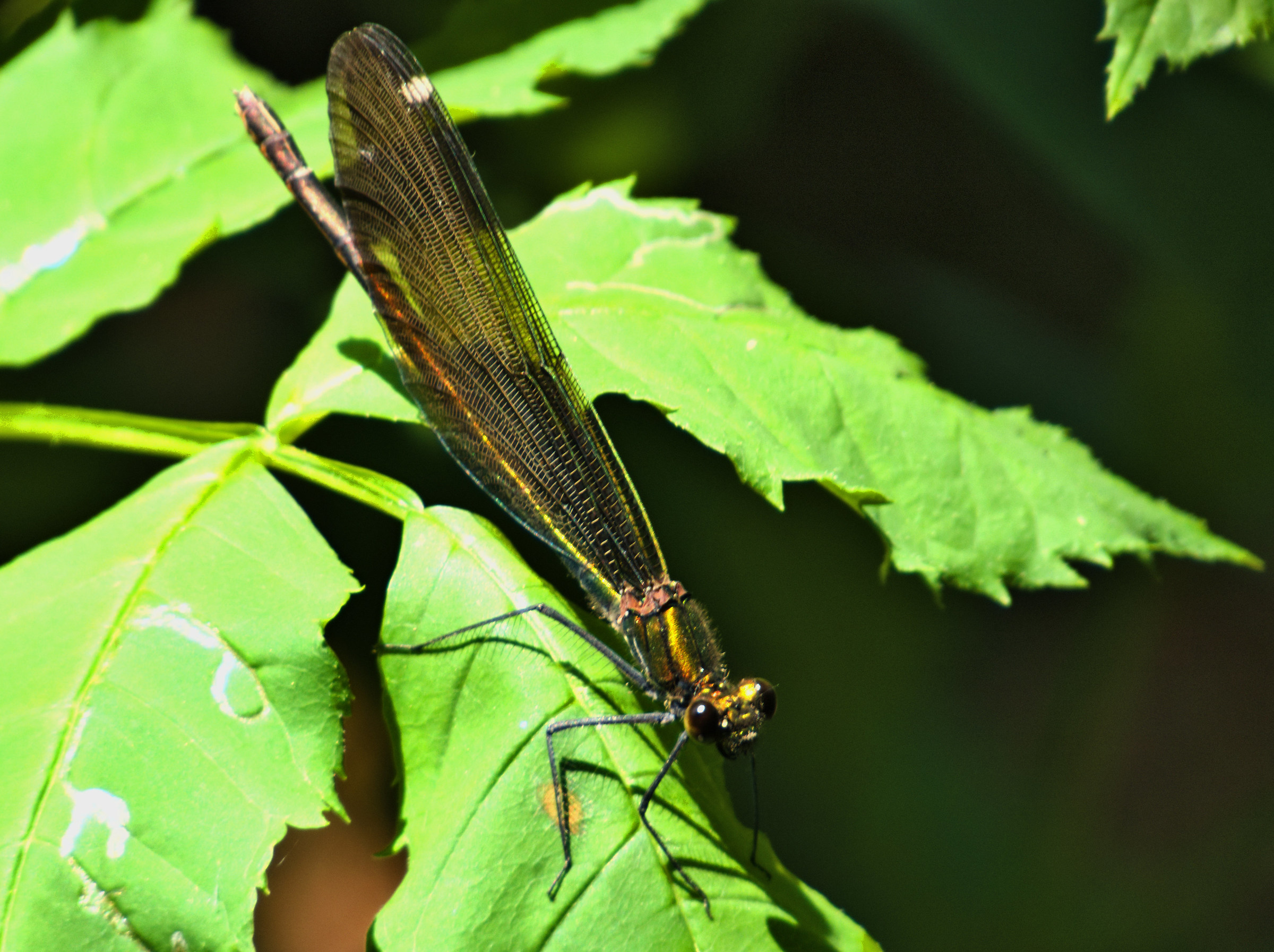 Calopteryx virgo Female
