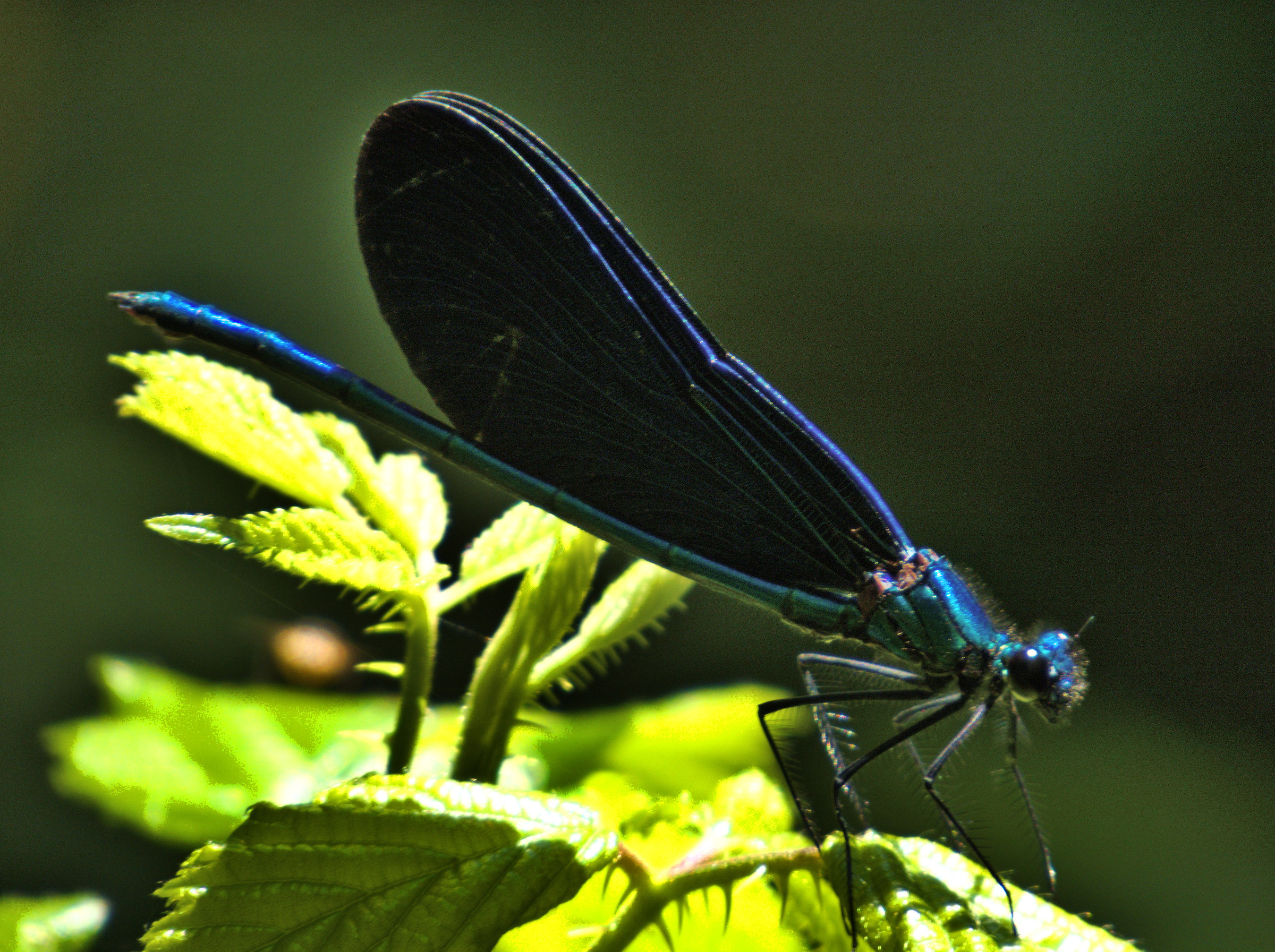 Calopteryx virgo maschio in ocntroluce
