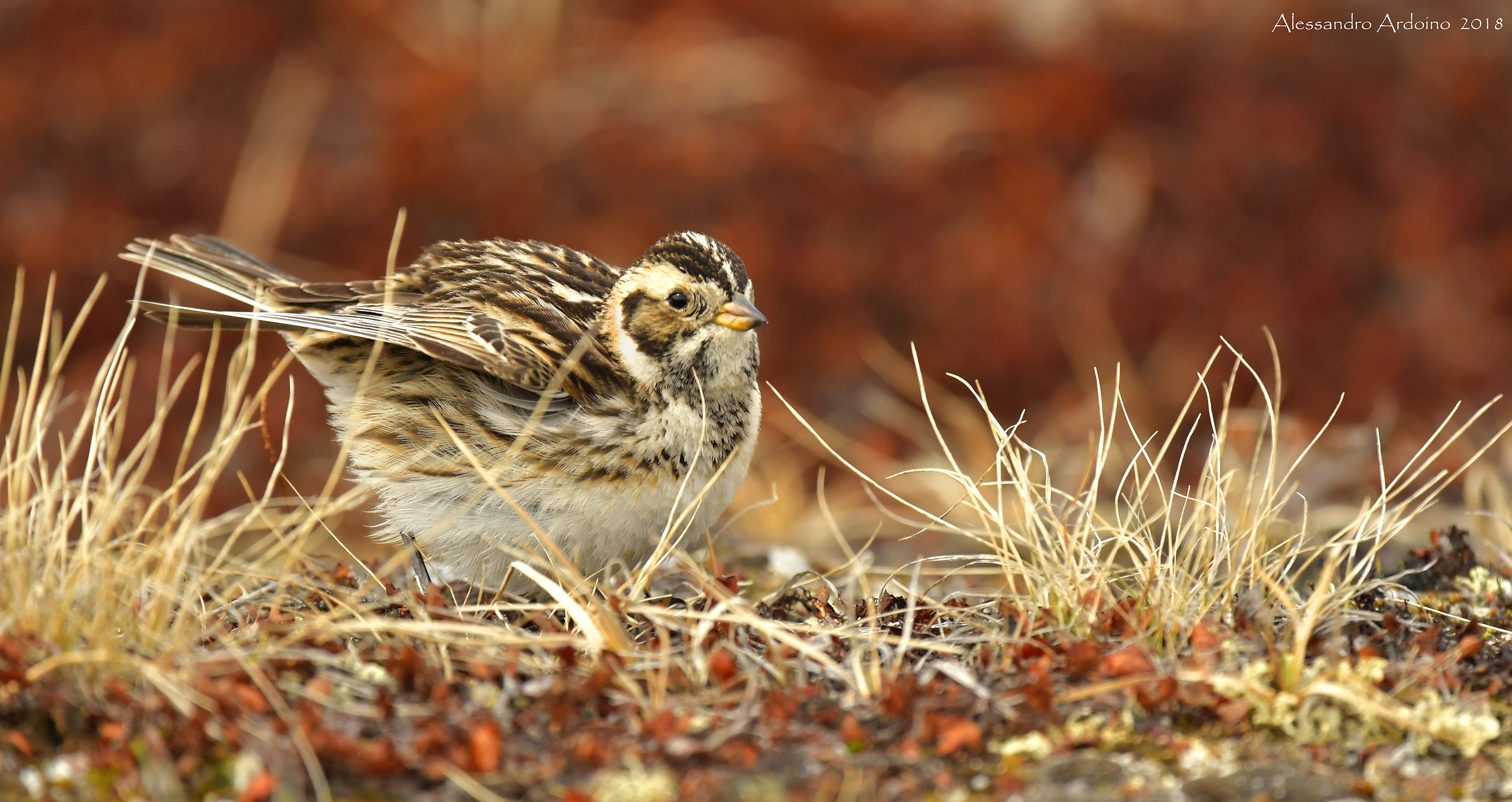Yellowhammer of Lapland