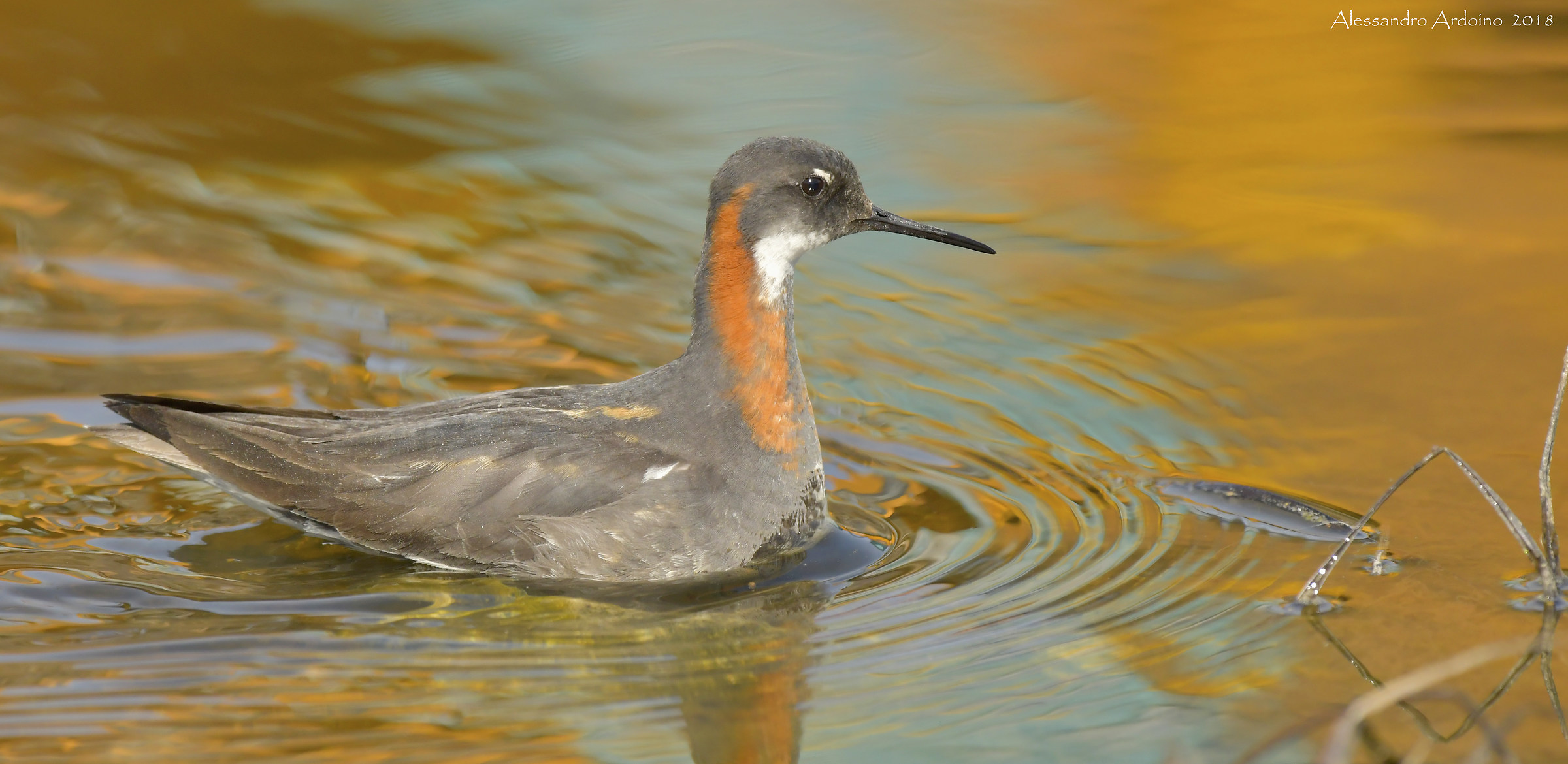 Phalarope Beccosottile