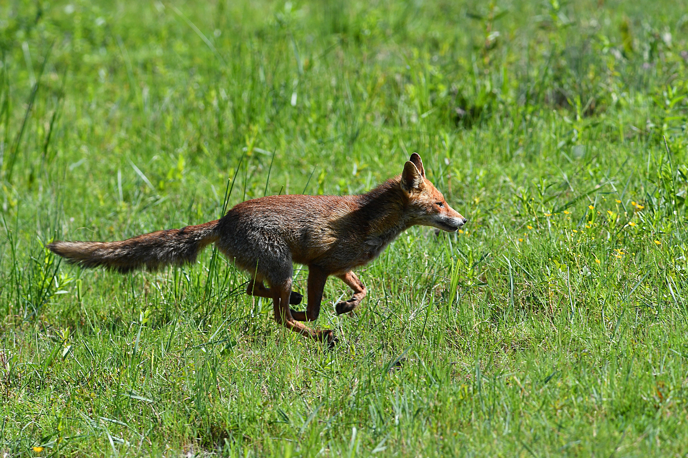 ..Volpe al galoppo...