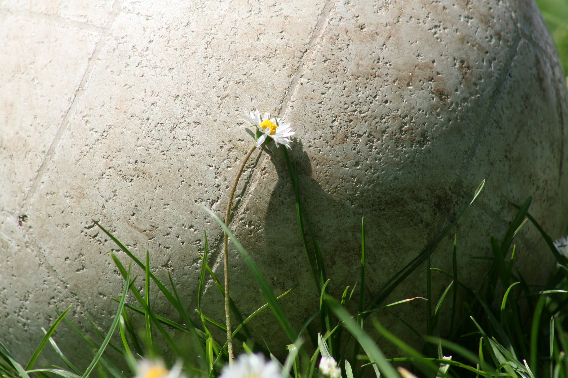 Balloon in the Meadow