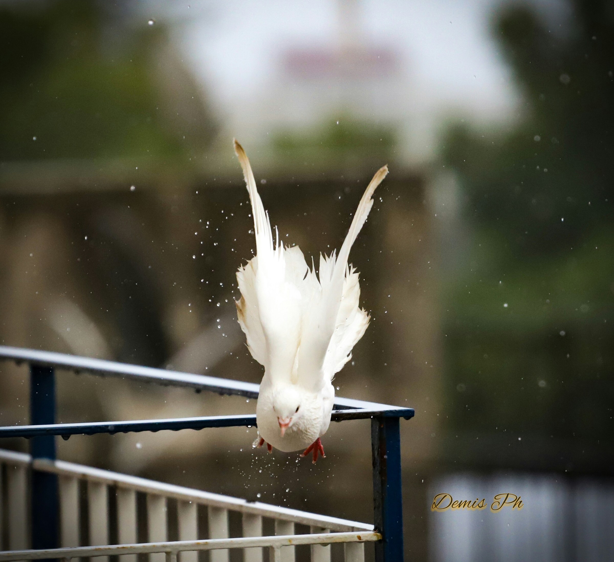Dove in flight