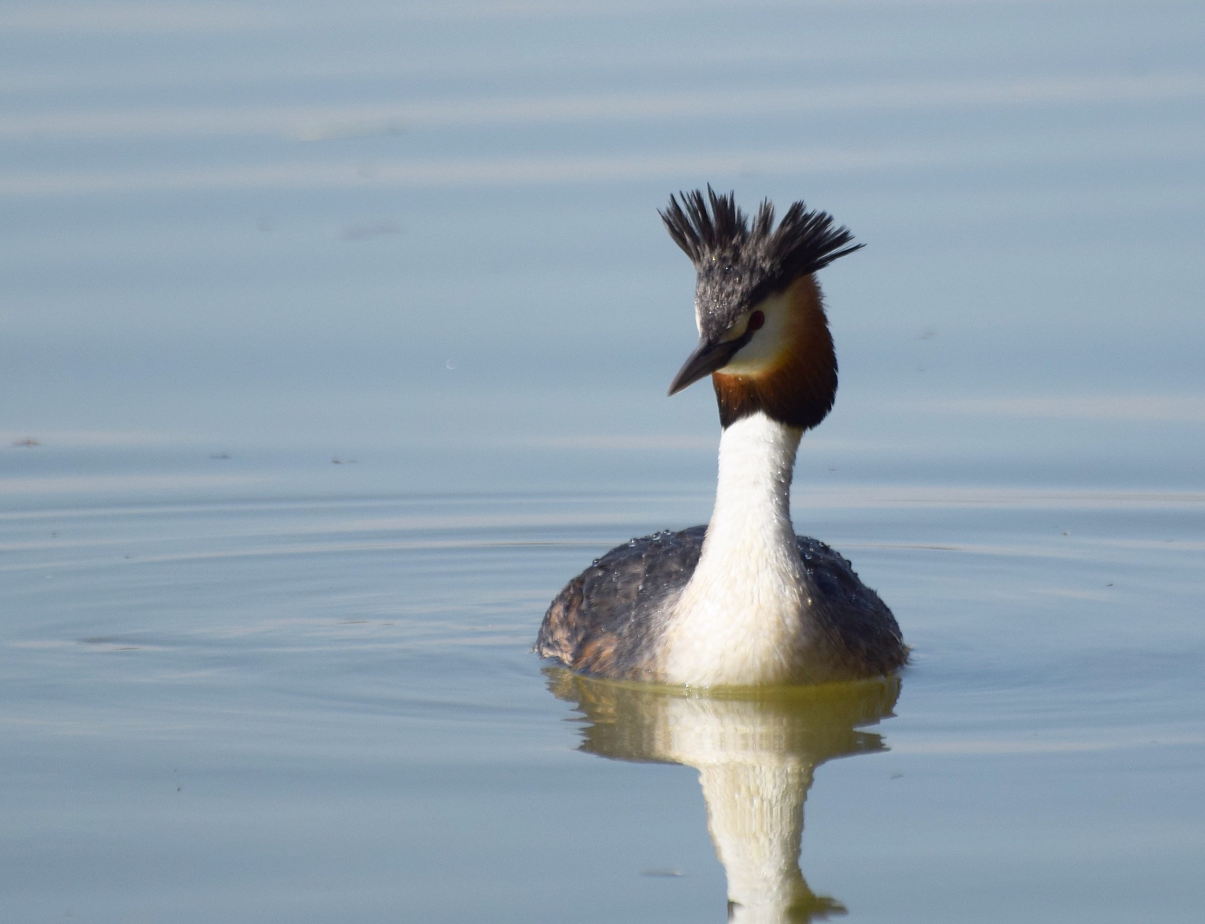 Grebe Major