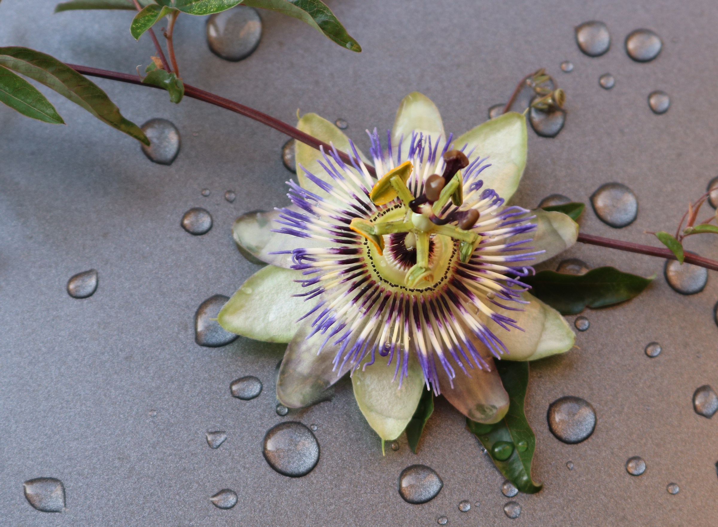 passiflora 1