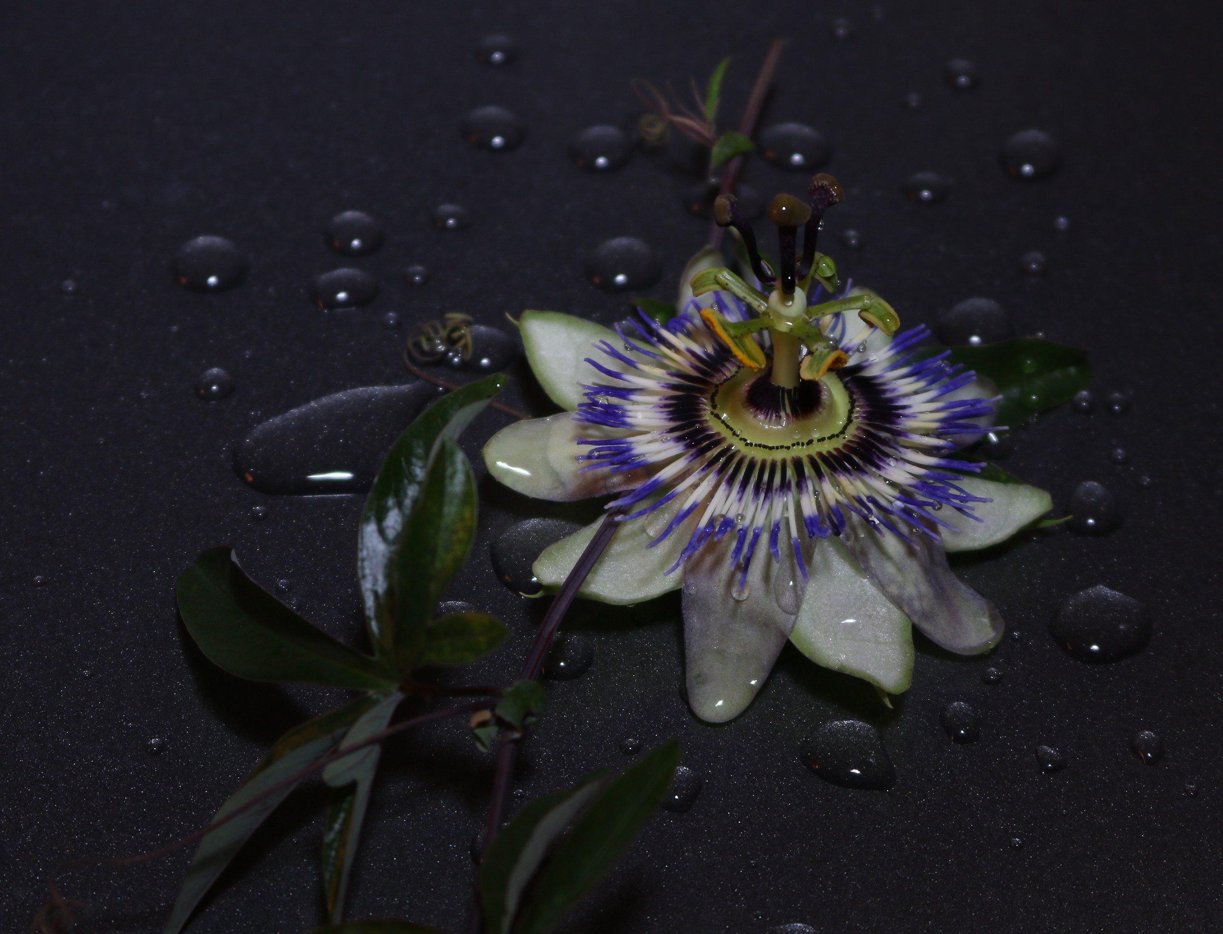 Passiflora 2
