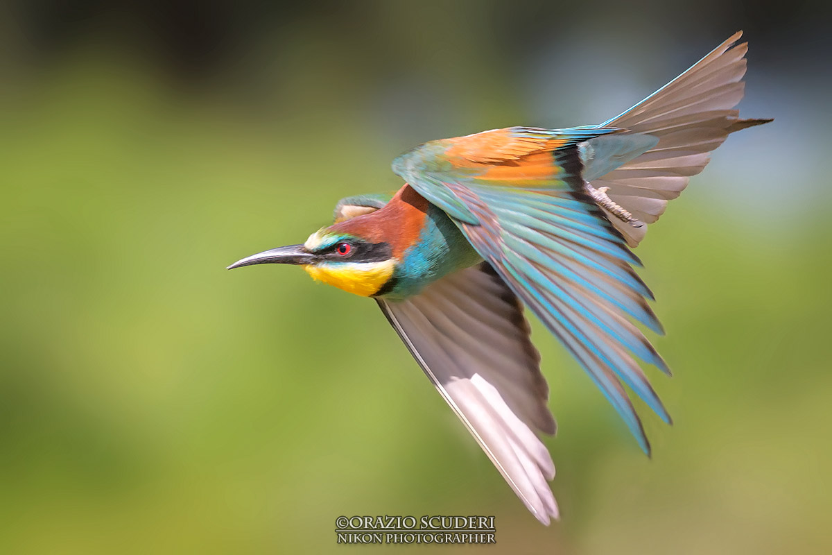 Merops apiaster