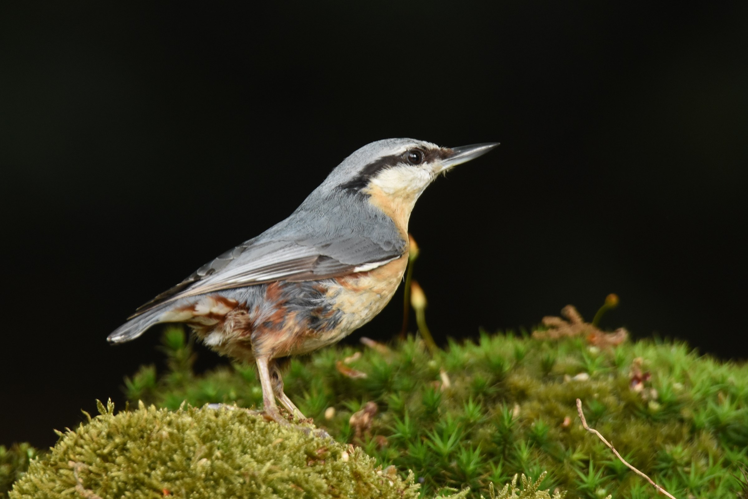European Nuthatch