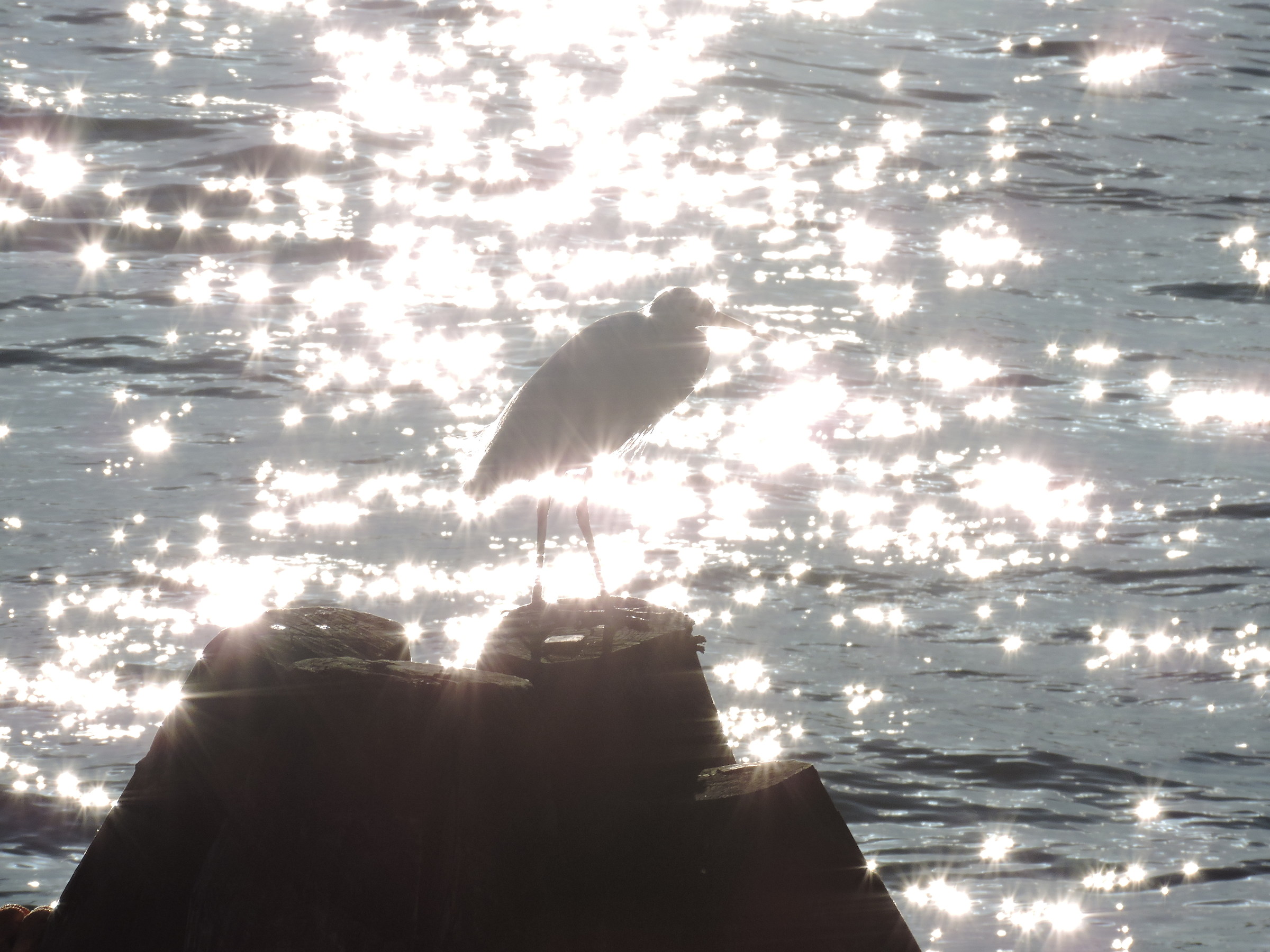 Venetian Reflections