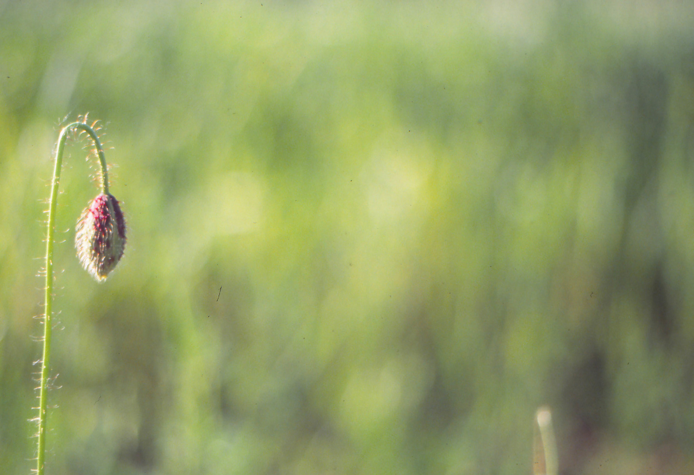 bocciolo di papavero