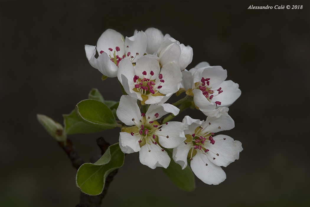 Pear Blossoms 5816