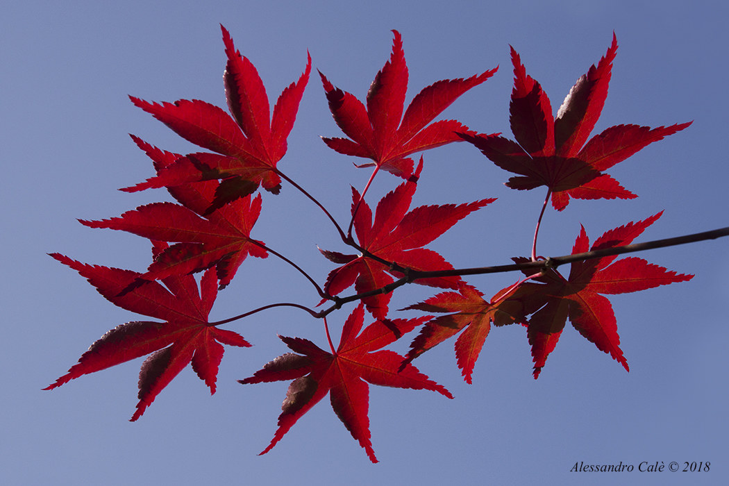 Le foglie del mio acero 9325