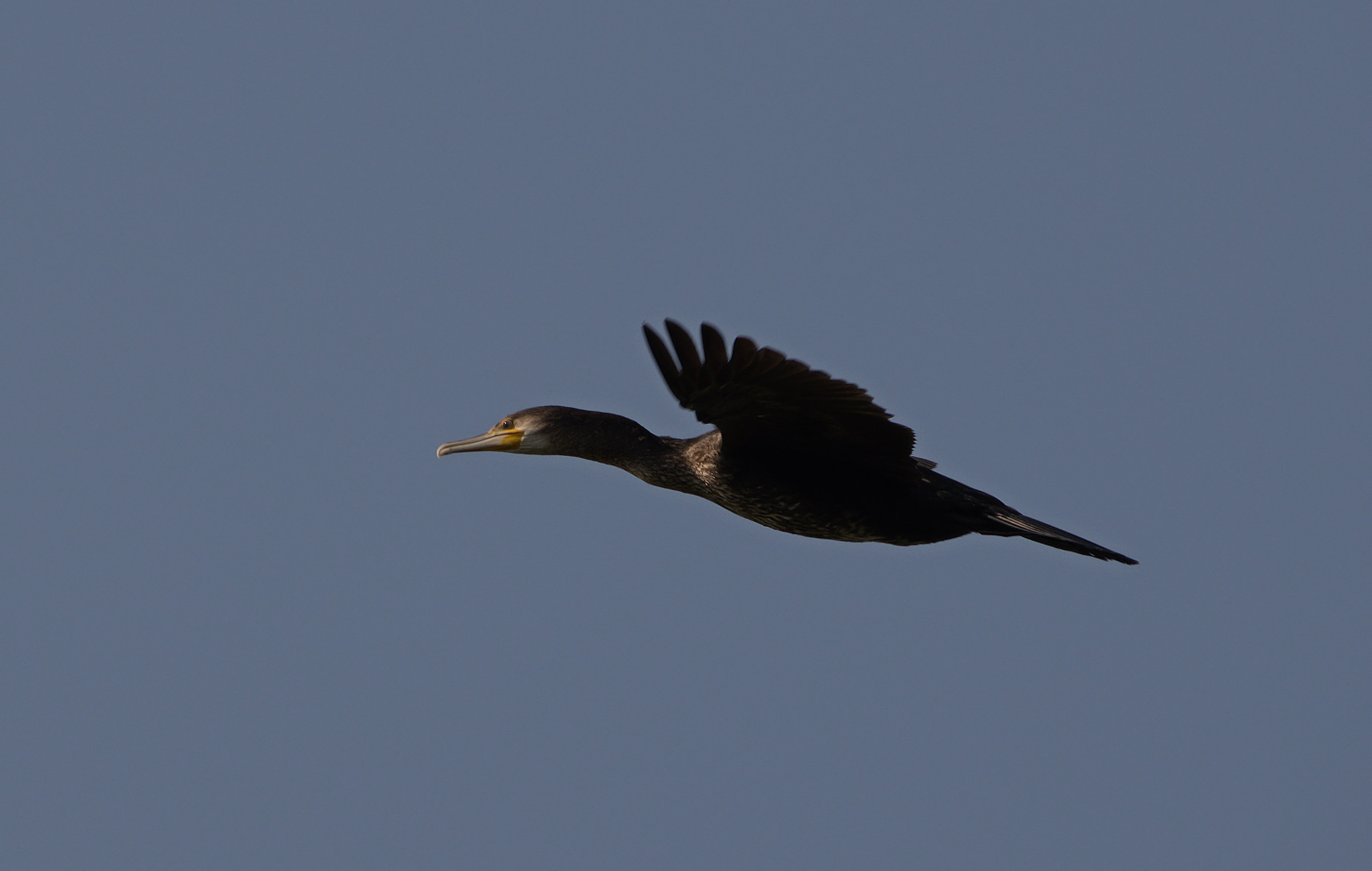Cormorant in flight