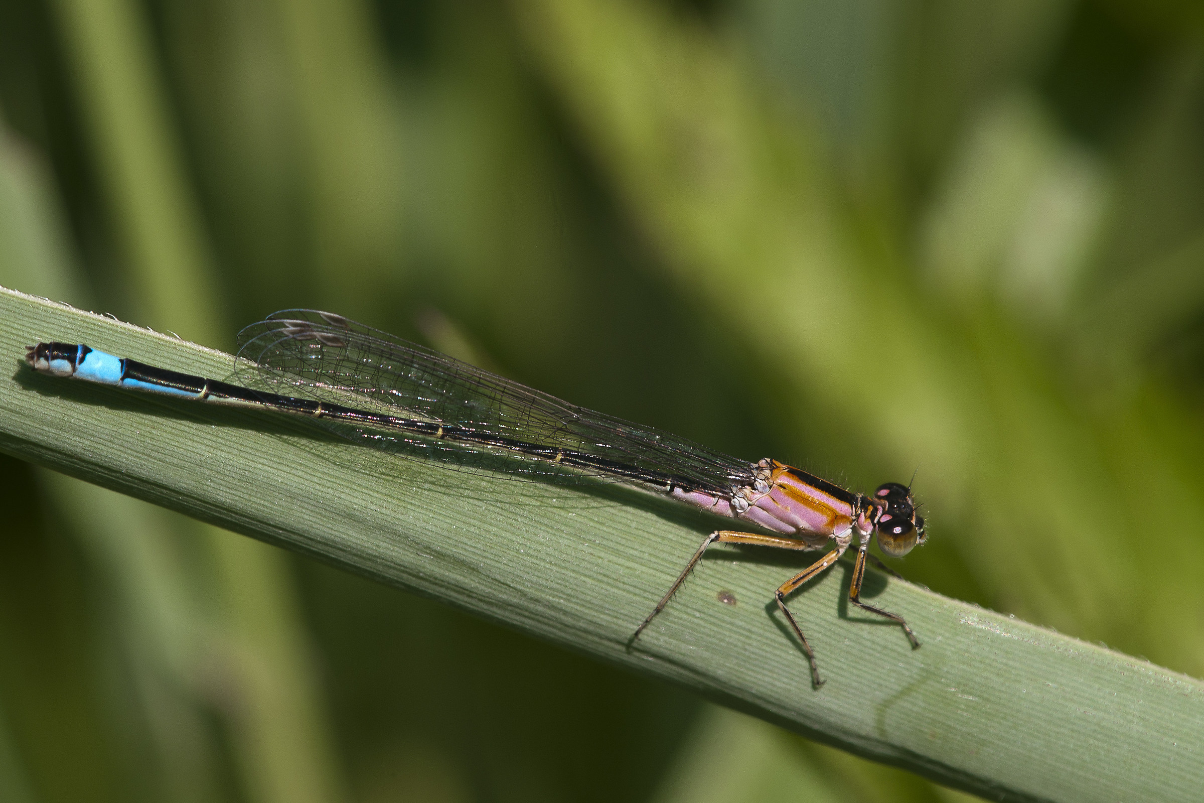 Female common Codazzurra-Ischnura elegans
