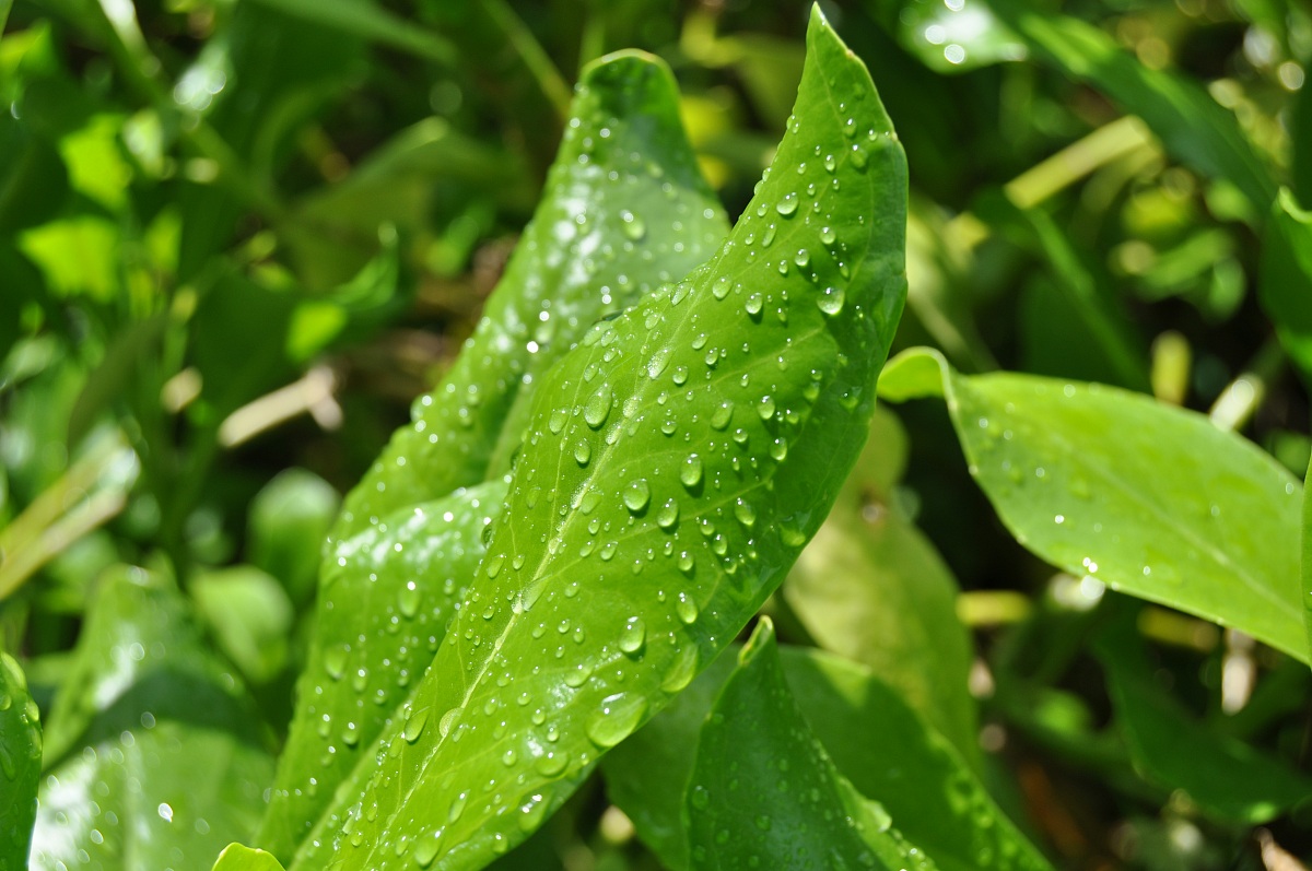 Santo Domingo after the rain